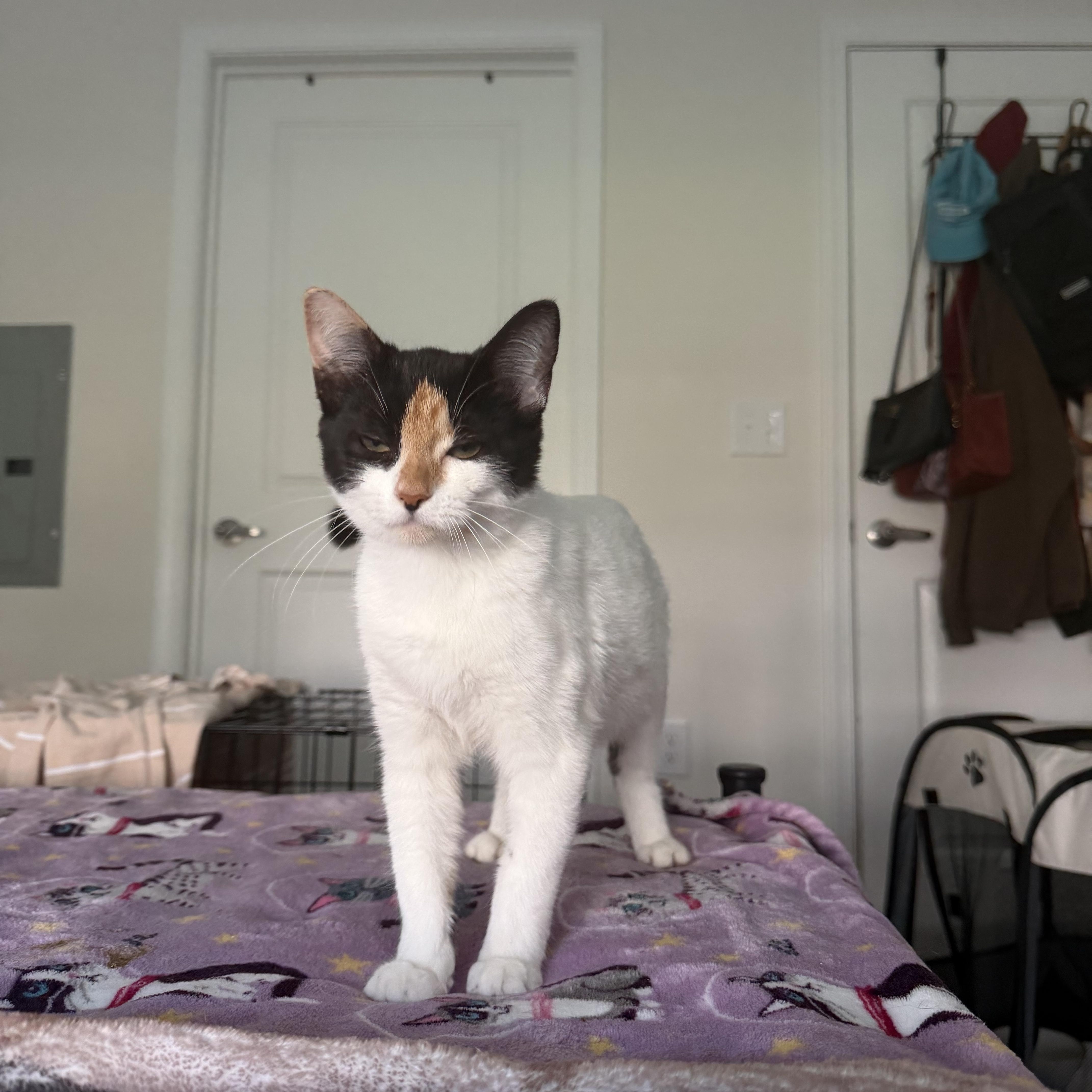 Enlarge tinker bell, a Adoptable Domestic Short Hair in Leland, NC image 4/6