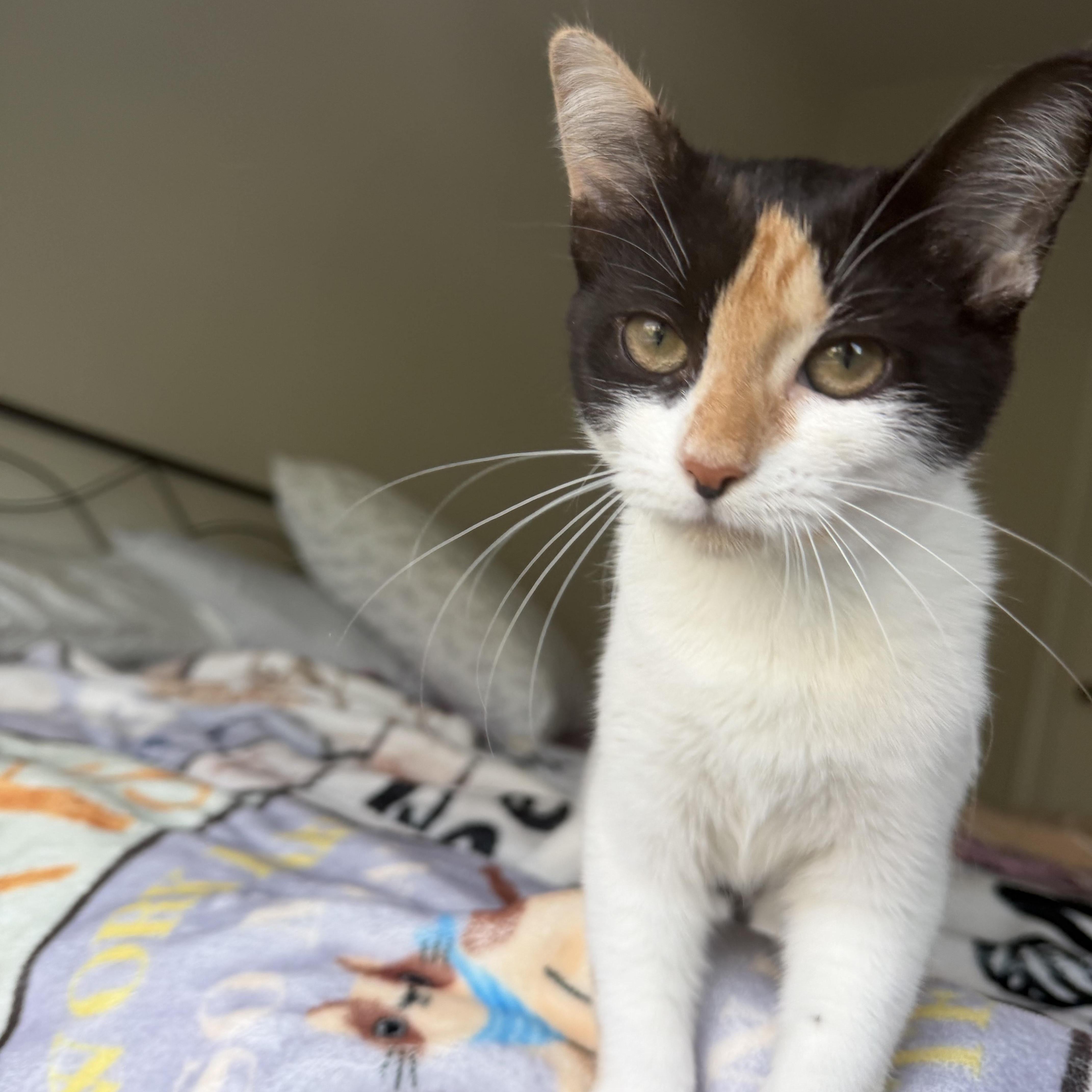 Enlarge tinker bell, a Adoptable Domestic Short Hair in Leland, NC image 1/6