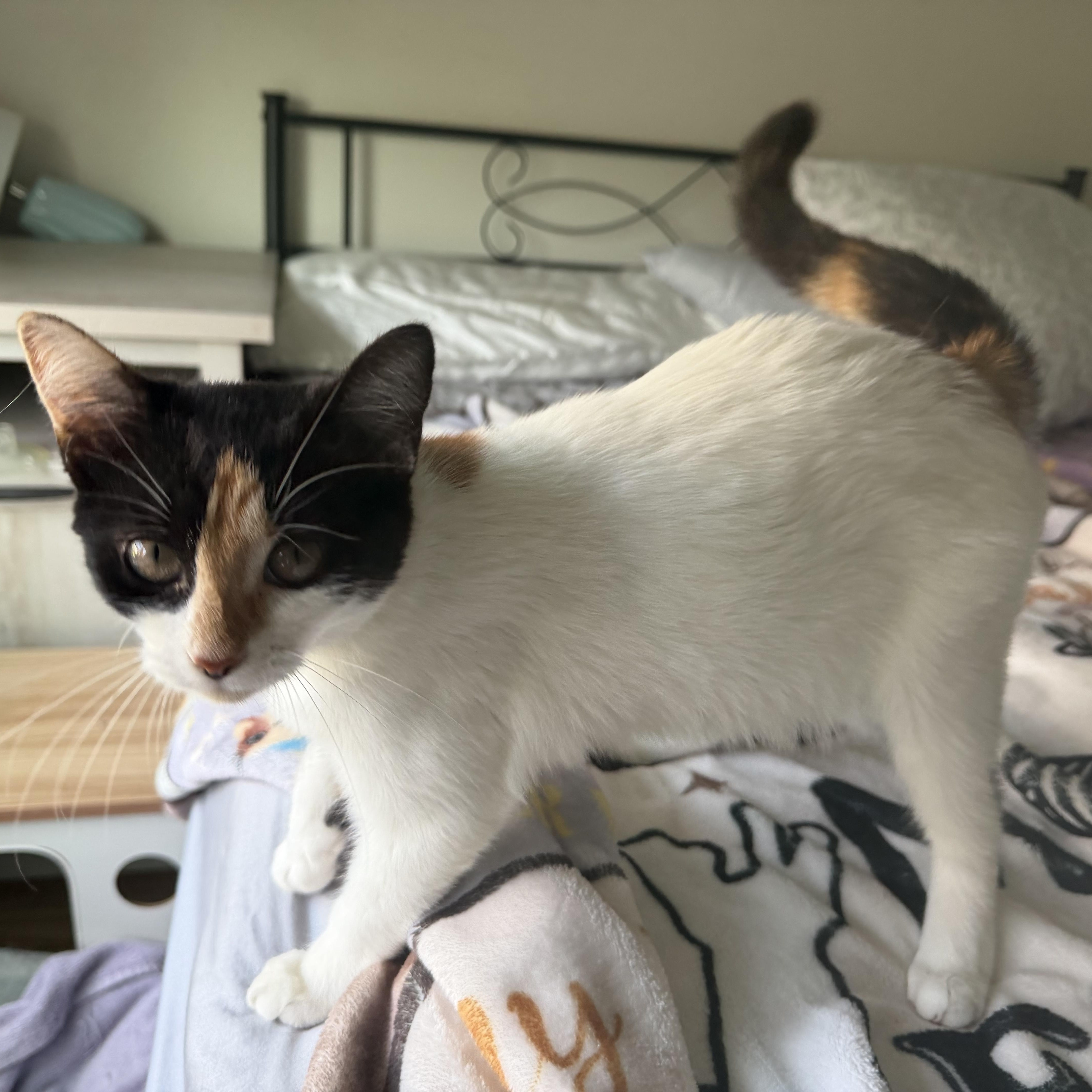 Enlarge tinker bell, a Adoptable Domestic Short Hair in Leland, NC image 2/6
