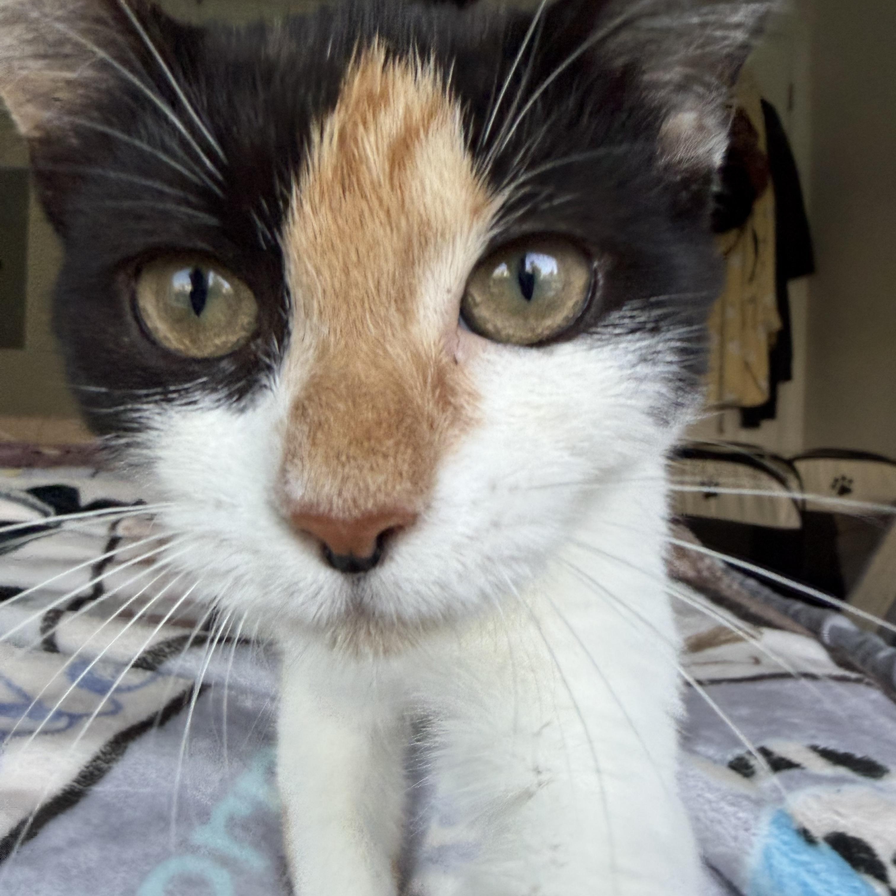 Enlarge tinker bell, a Adoptable Domestic Short Hair in Leland, NC image 3/6