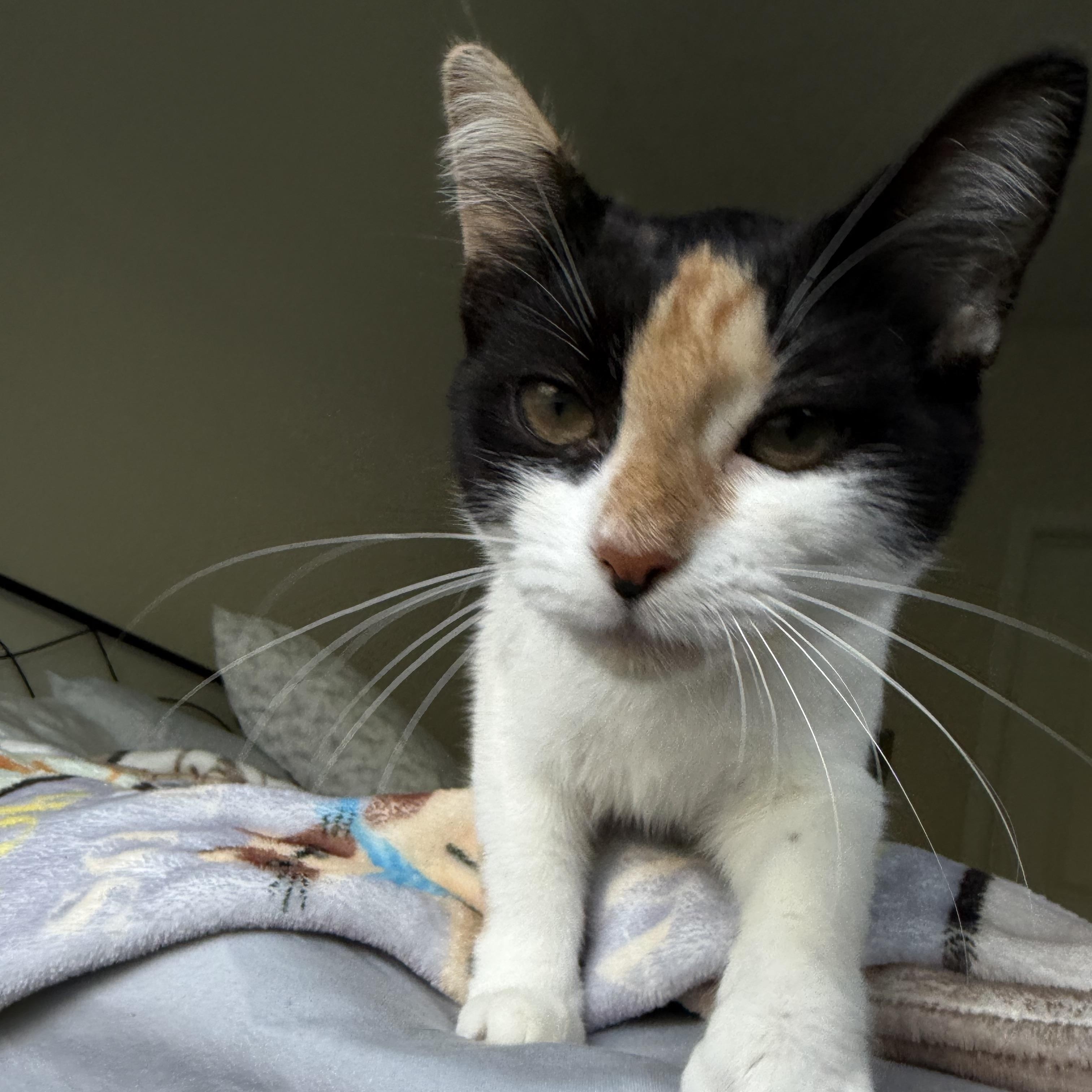 Enlarge tinker bell, a Adoptable Domestic Short Hair in Leland, NC image 5/6