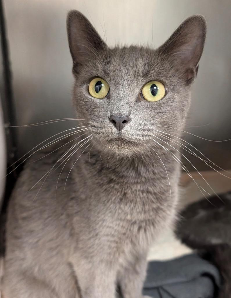 Krystal, Adoptable, Young Female Domestic Short Hair.