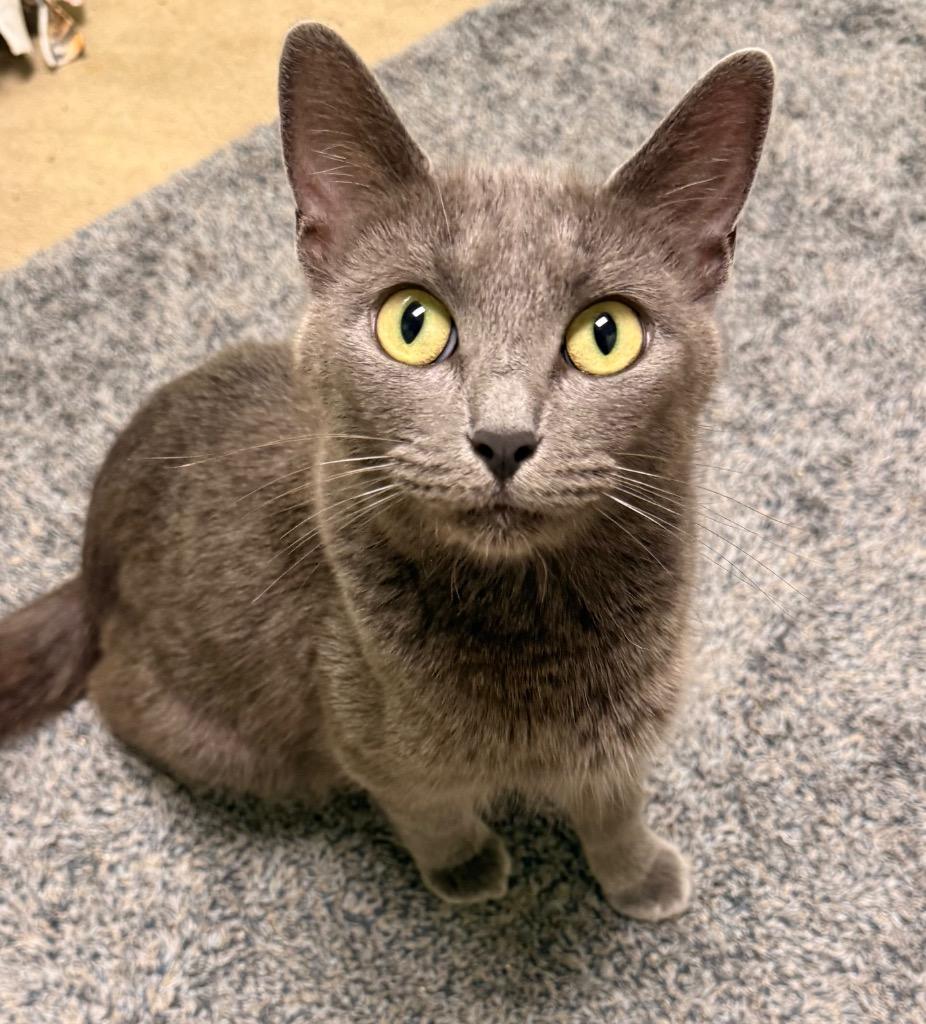 Krystal, a Adoptable mixed breed in Defiance, OH image 2/6