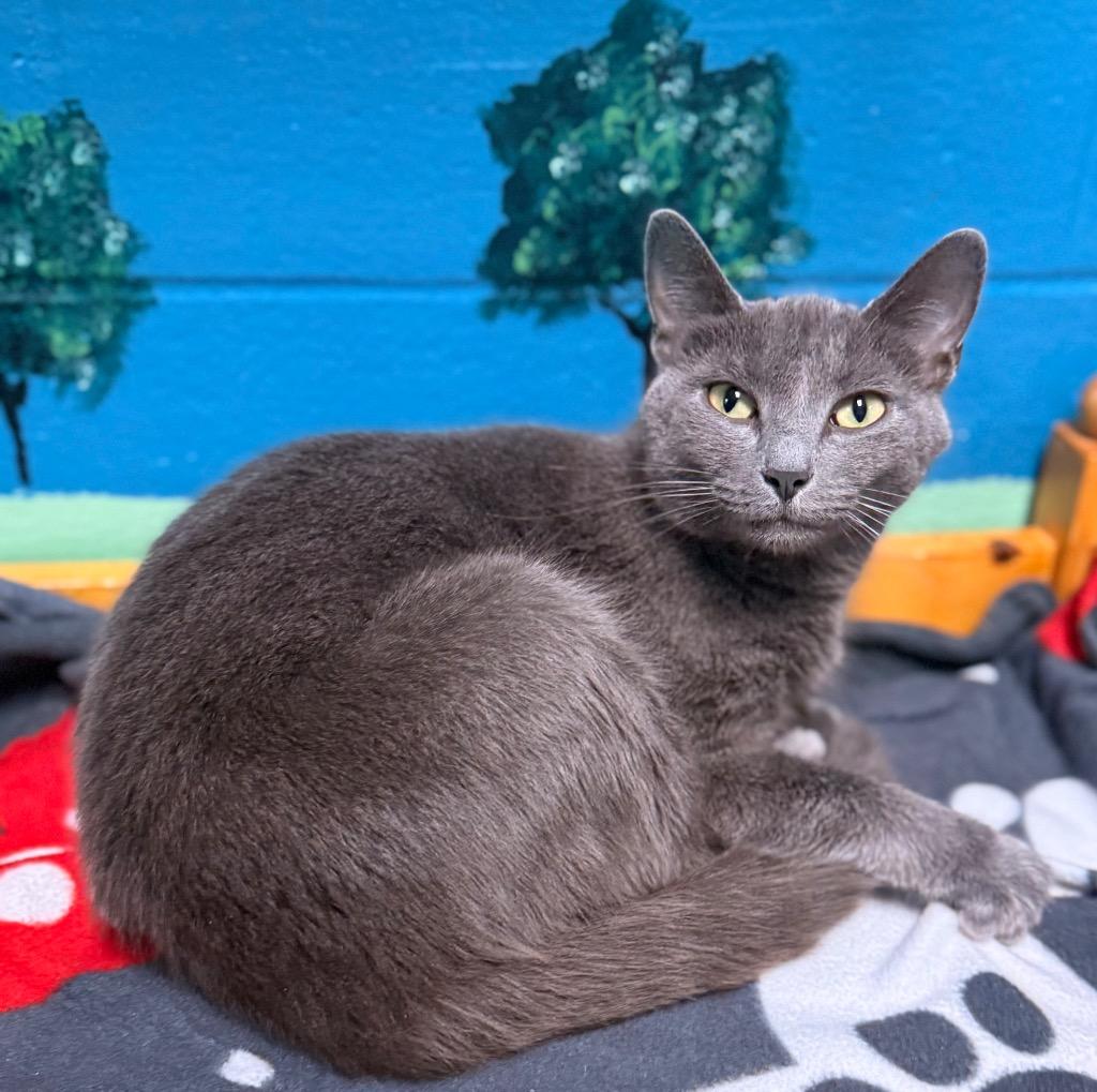 Krystal, a Adoptable mixed breed in Defiance, OH image 3/6