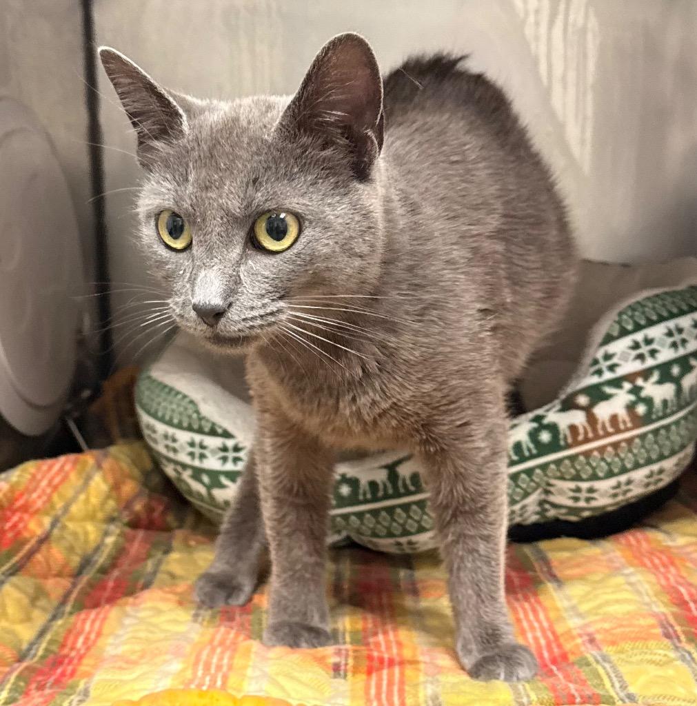 Krystal, Adoptable, Young Female Domestic Short Hair.