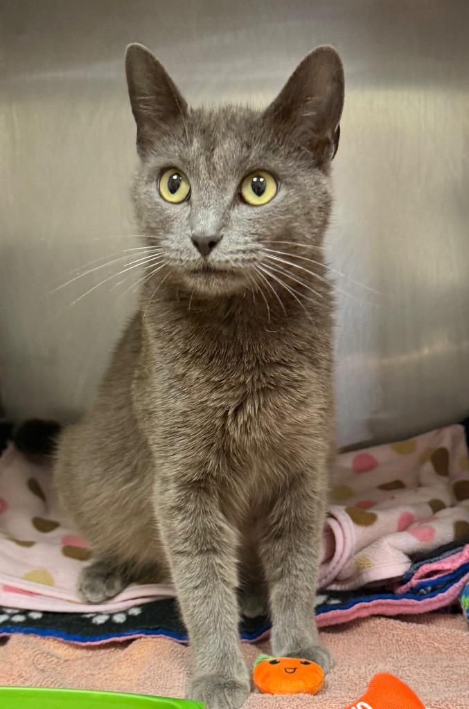 Krystal, a Adoptable mixed breed in Defiance, OH image 3/3