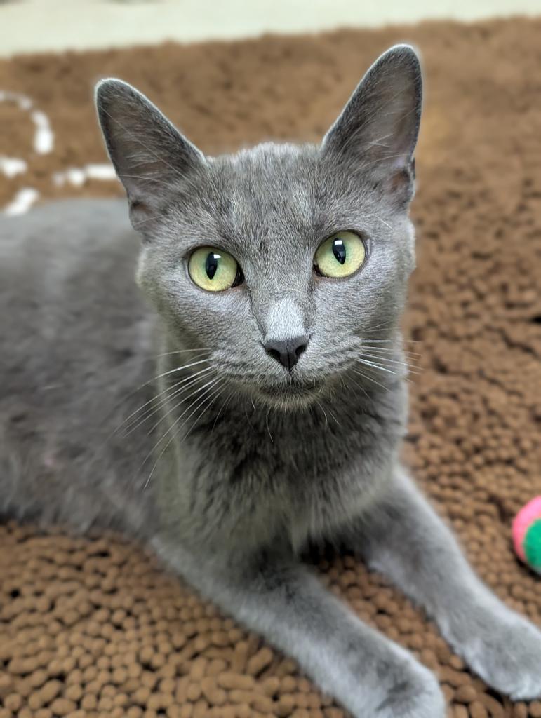 Krystal, a Adoptable mixed breed in Defiance, OH image 6/6