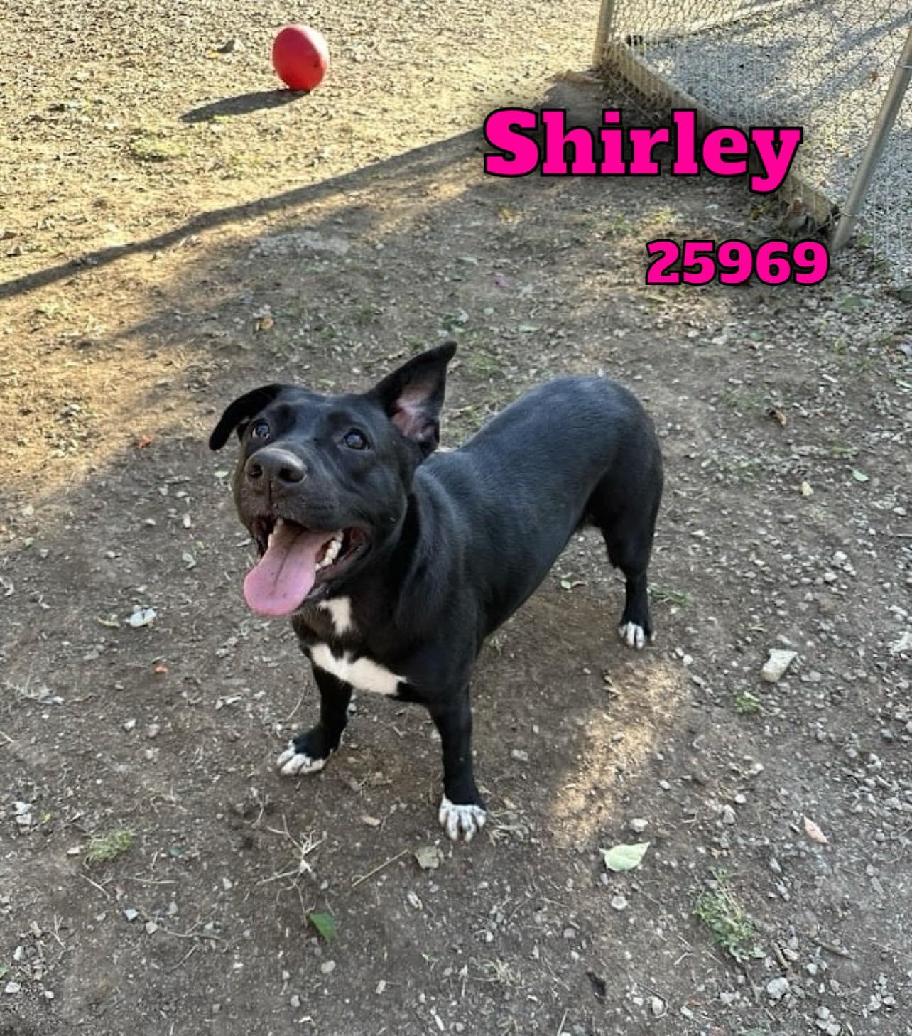 Enlarge Shirley, a Adoptable mixed breed in Oak Ridge, TN image 2/6