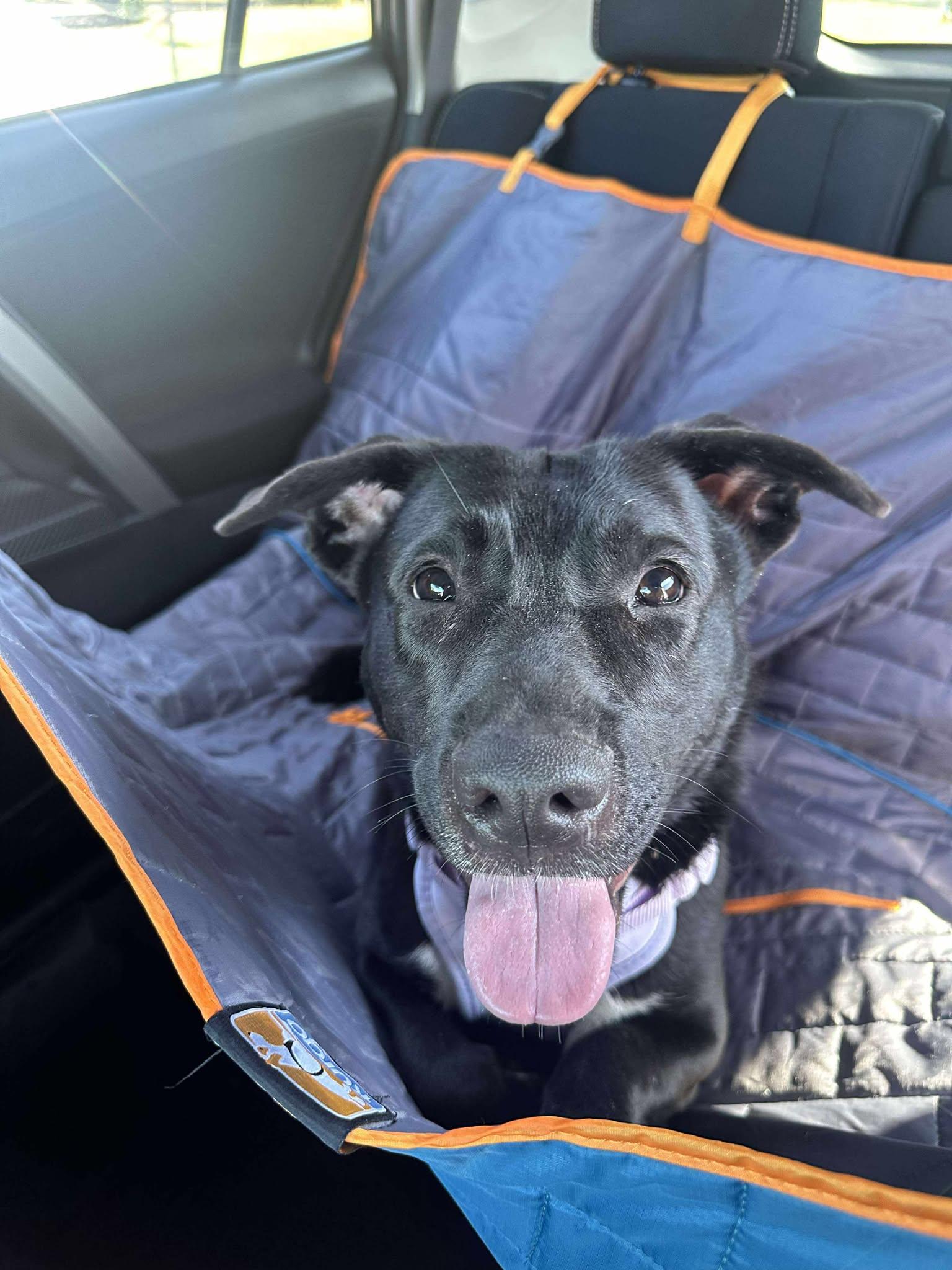 Enlarge Shirley, a Adoptable mixed breed in Oak Ridge, TN image 3/6