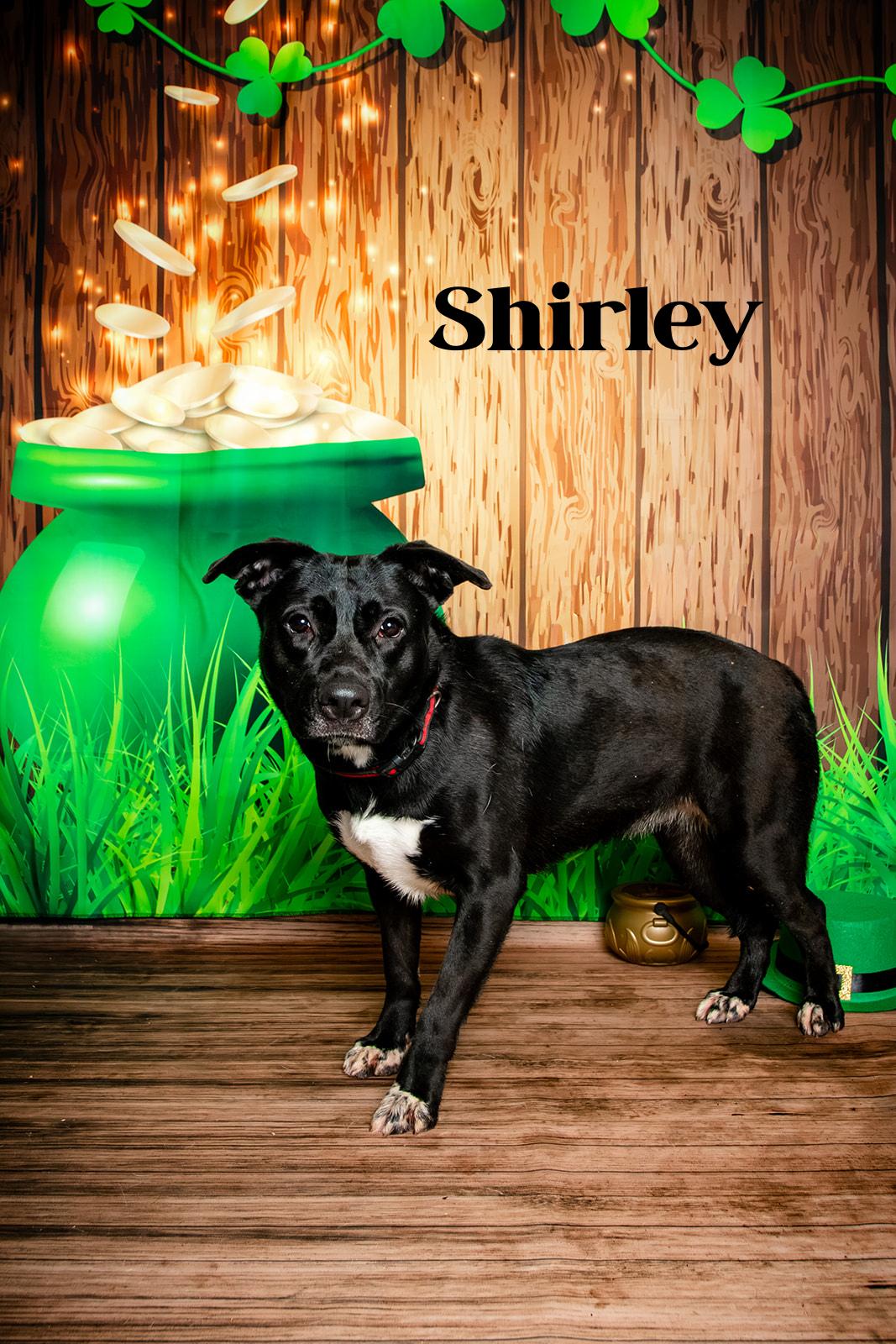 Enlarge Shirley, a Adoptable mixed breed in Oak Ridge, TN image 6/6
