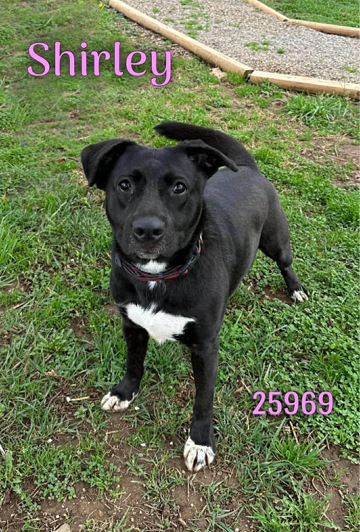 Shirley, Adoptable, Young Female Labrador Retriever.