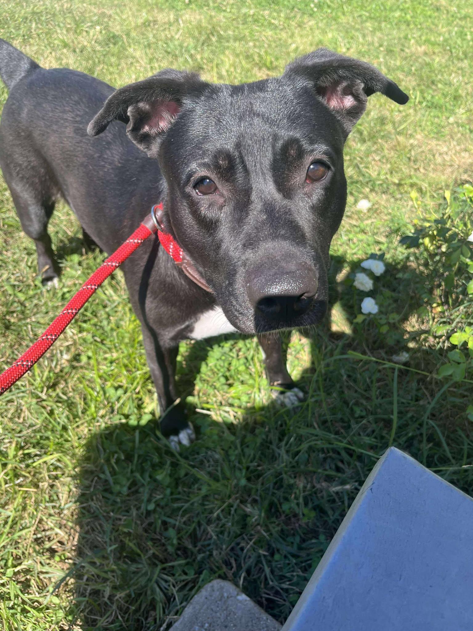 Enlarge Shirley, a Adoptable mixed breed in Oak Ridge, TN image 4/6