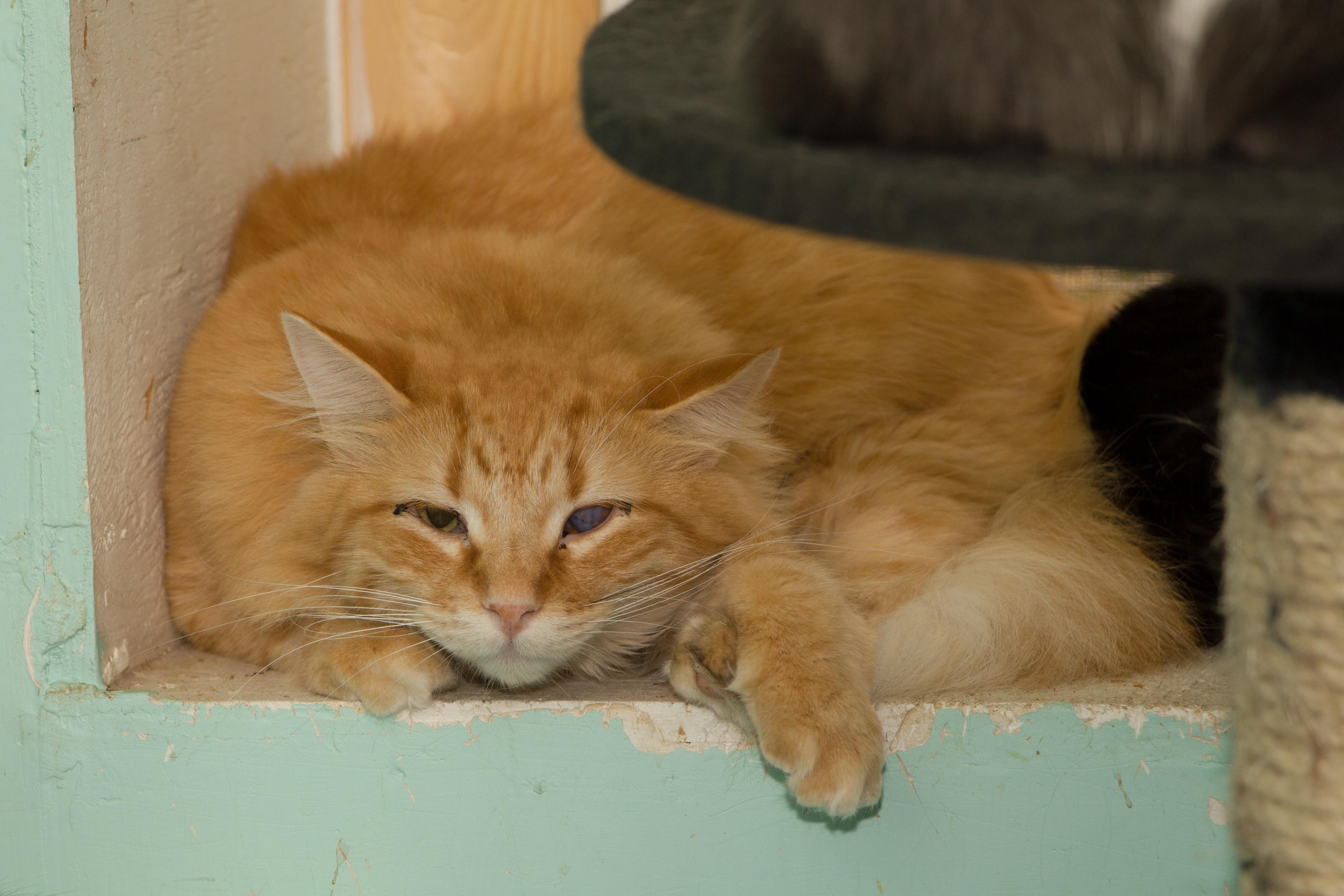 Enlarge Leo, a Adoptable Tabby in Chicago, IL image 1/2