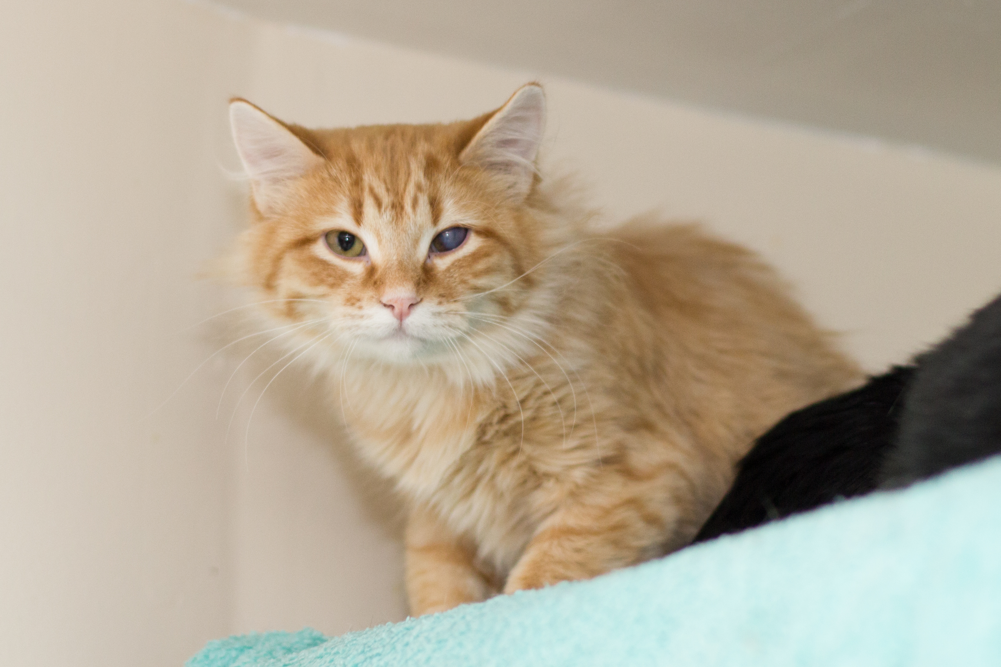 Enlarge Leo, a Adoptable Tabby in Chicago, IL image 2/2