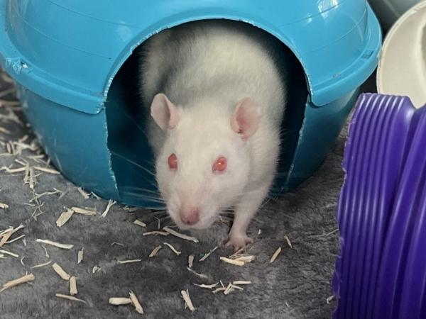 Enlarge Aster, a Adoptable Rat in Merrimack, NH image 1/1