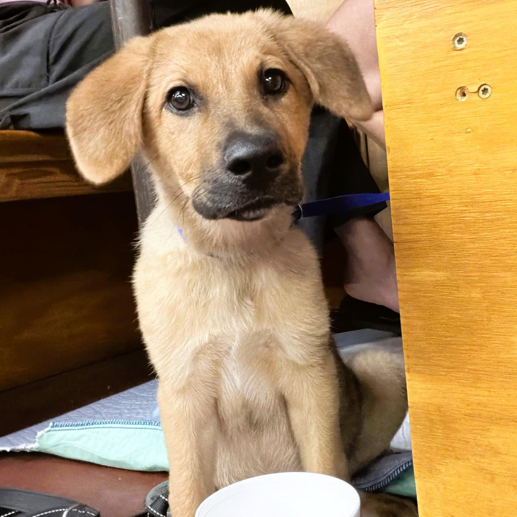 Plum, ADOPTABLE, Young Female German Shepherd Dog & Chow Chow.