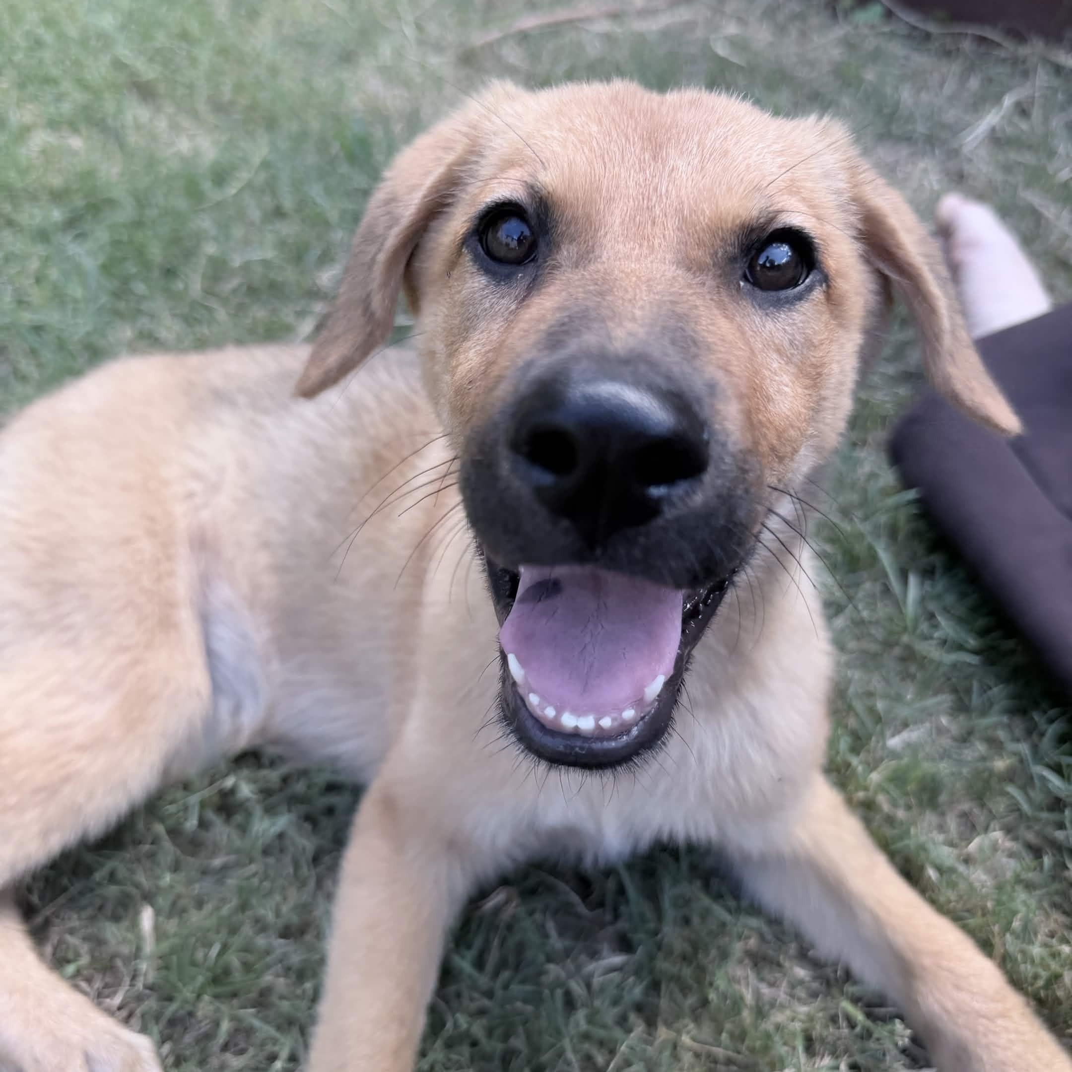Plum, a ADOPTABLE mixed breed in Haverhill, MA image 2/6