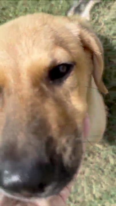 Enlarge Plum, a ADOPTABLE mixed breed in Haverhill, MA video 6/6