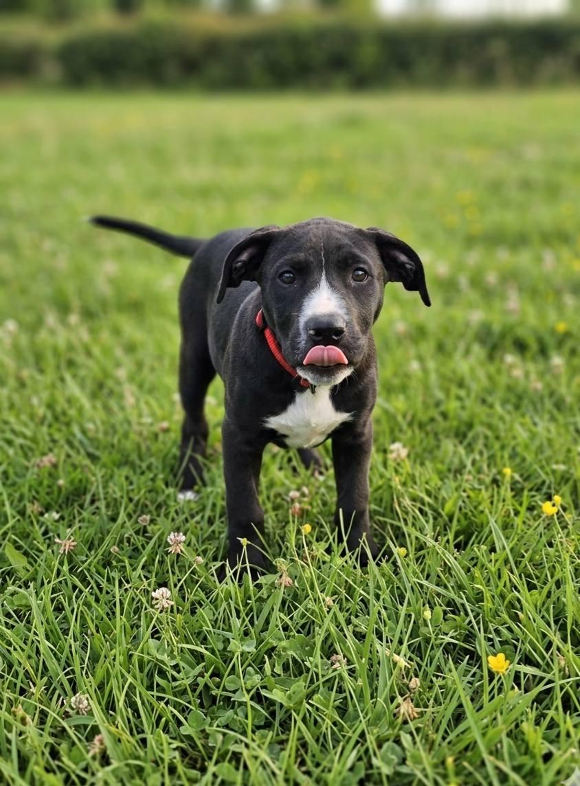 Teeter, a ADOPTABLE mixed breed in Broken Arrow, OK image 2/3