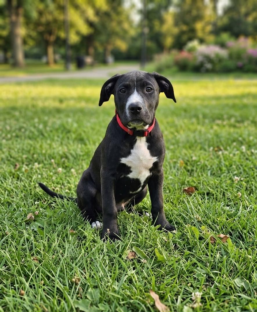 Teeter, a ADOPTABLE mixed breed in Broken Arrow, OK image 3/3
