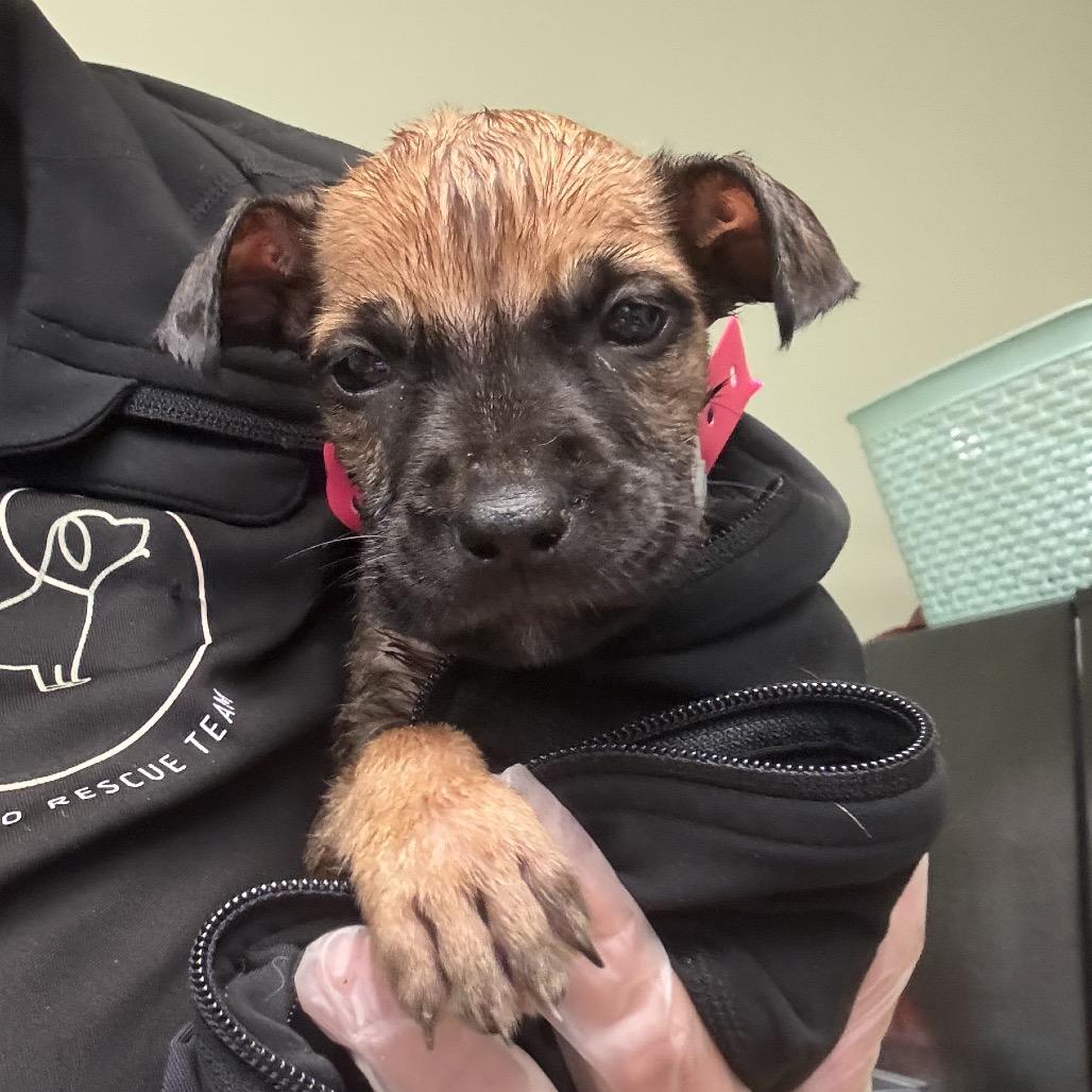 78, Adoptable, Puppy Female Boerboel & Mixed Breed.