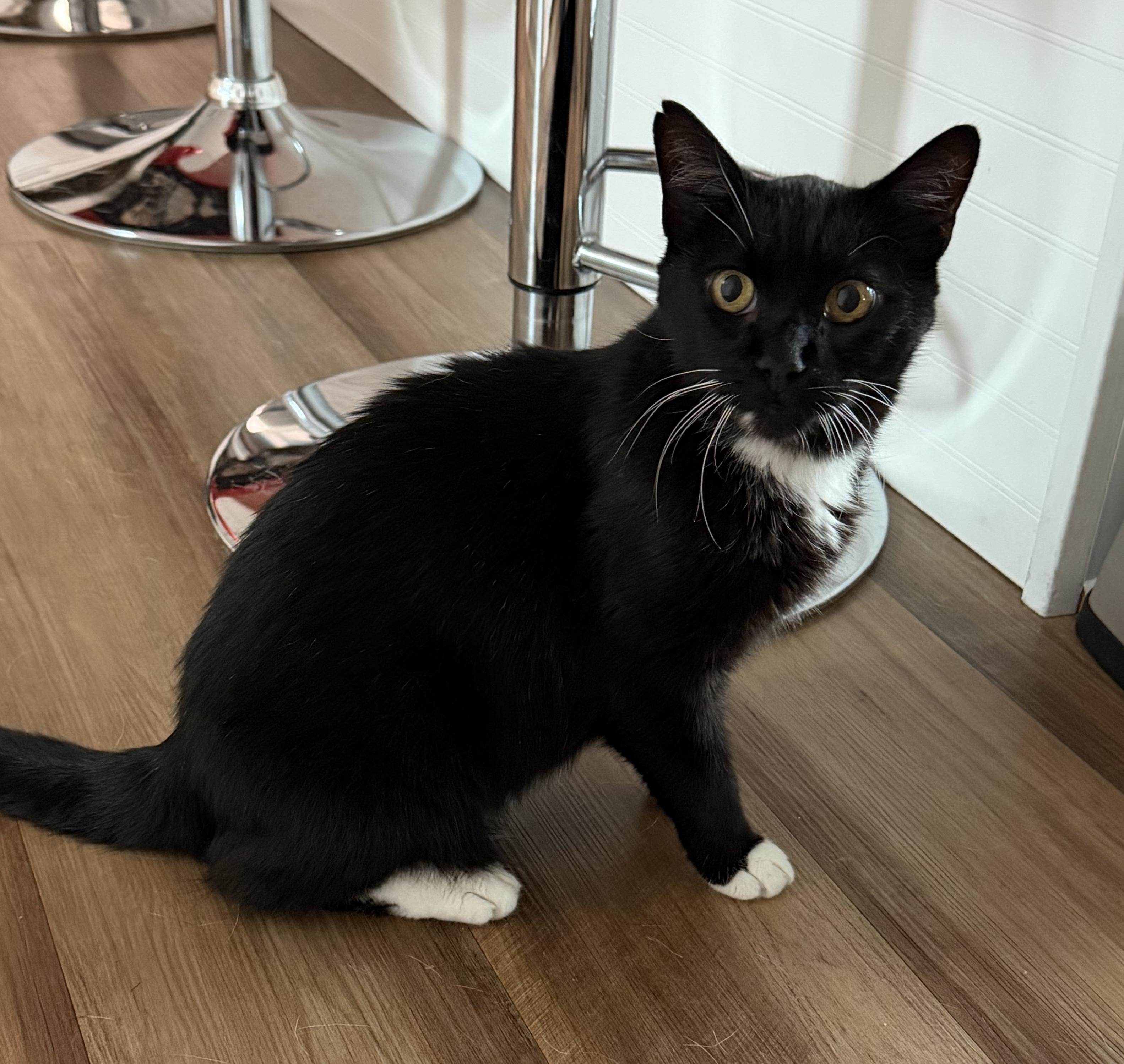 Cora, ADOPTABLE, Adult Female Tuxedo.