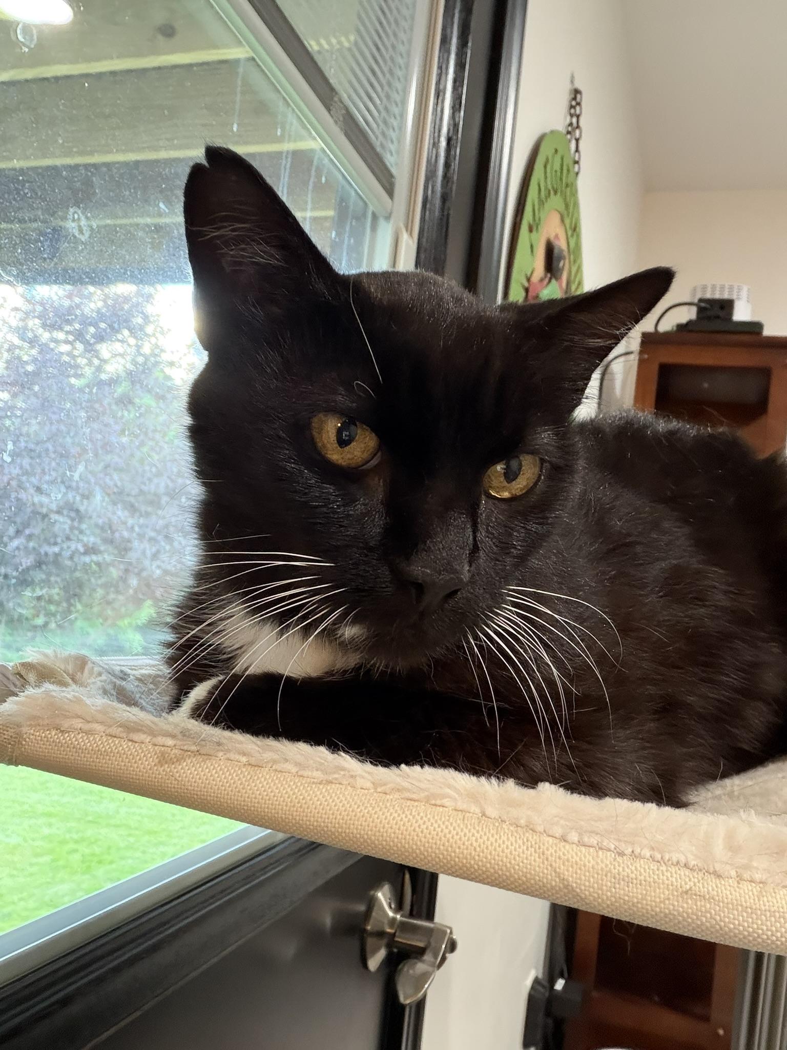 Cora, a ADOPTABLE Tuxedo in CANONSBURG, PA image 1/5