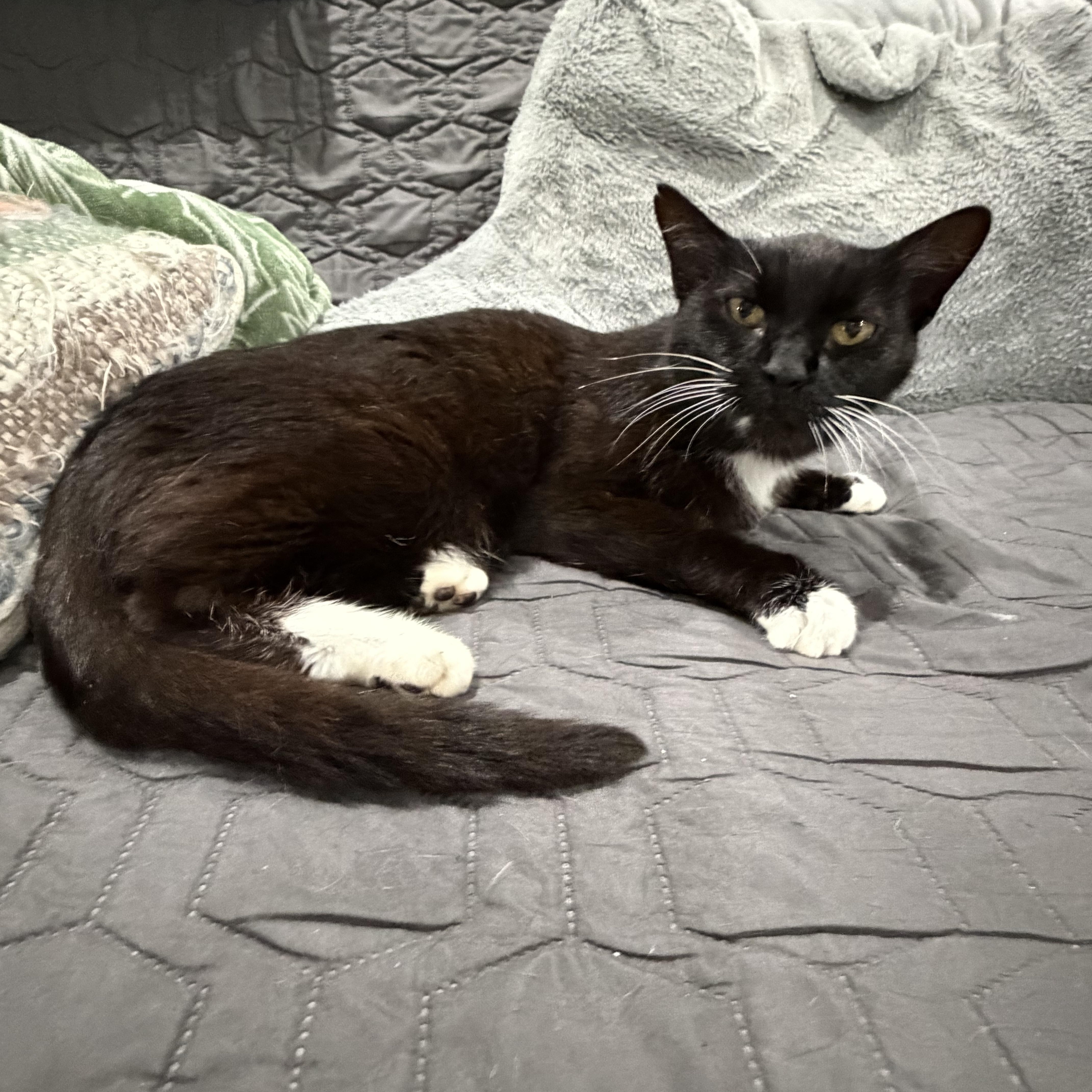 Cora, a ADOPTABLE Tuxedo in CANONSBURG, PA image 2/5