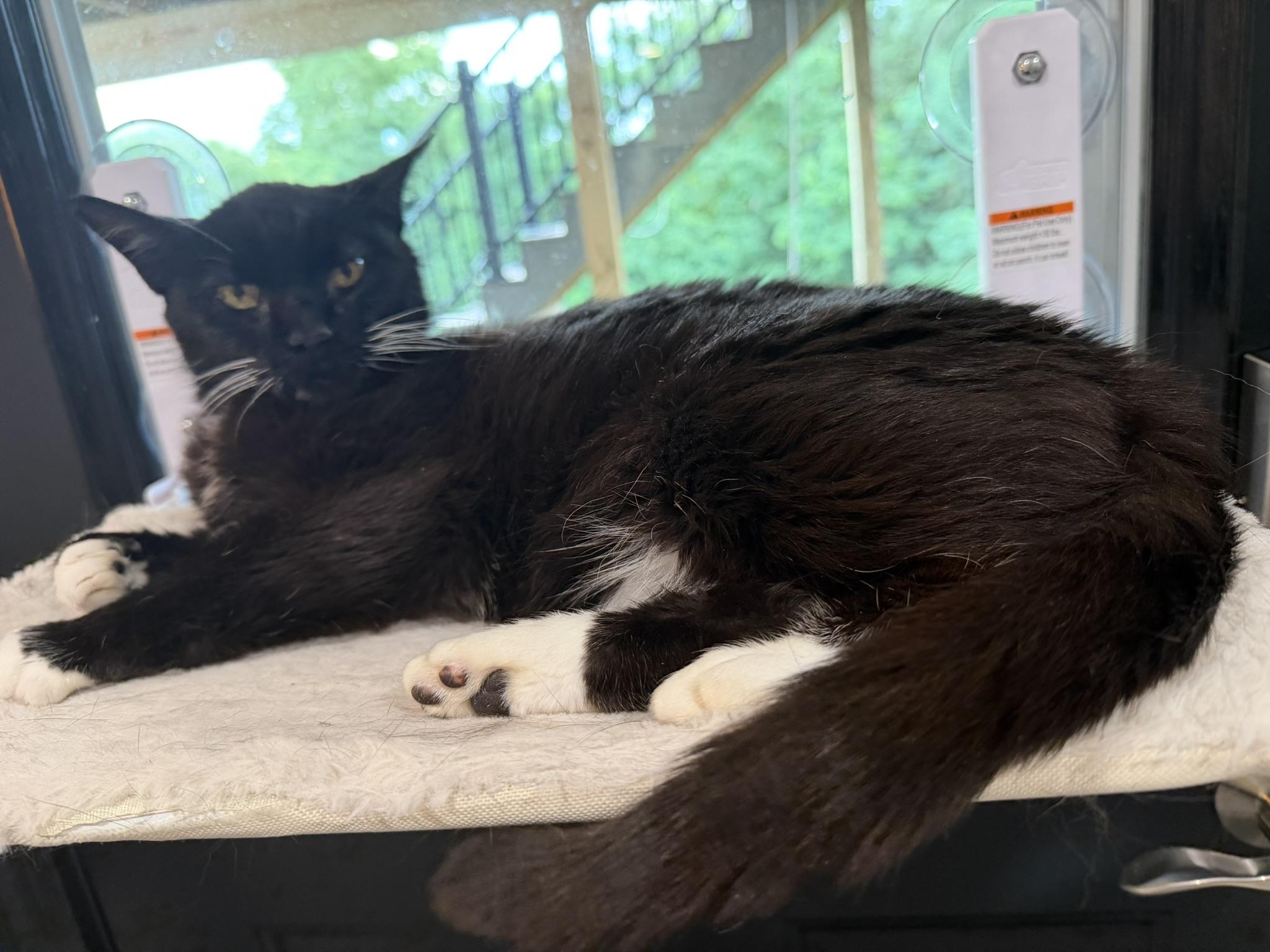 Cora, a ADOPTABLE Tuxedo in CANONSBURG, PA image 5/5