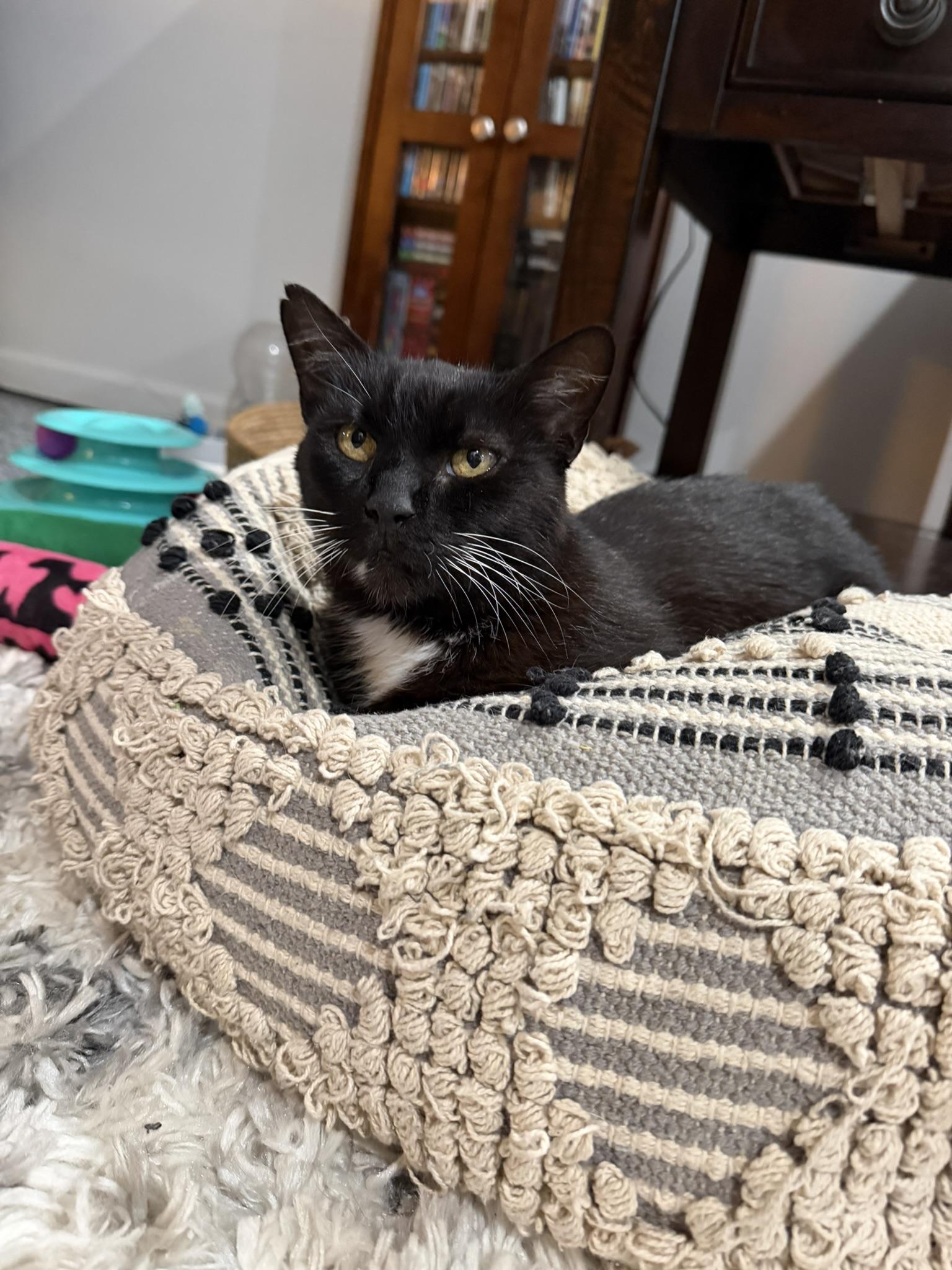 Cora, a ADOPTABLE Tuxedo in CANONSBURG, PA image 4/5