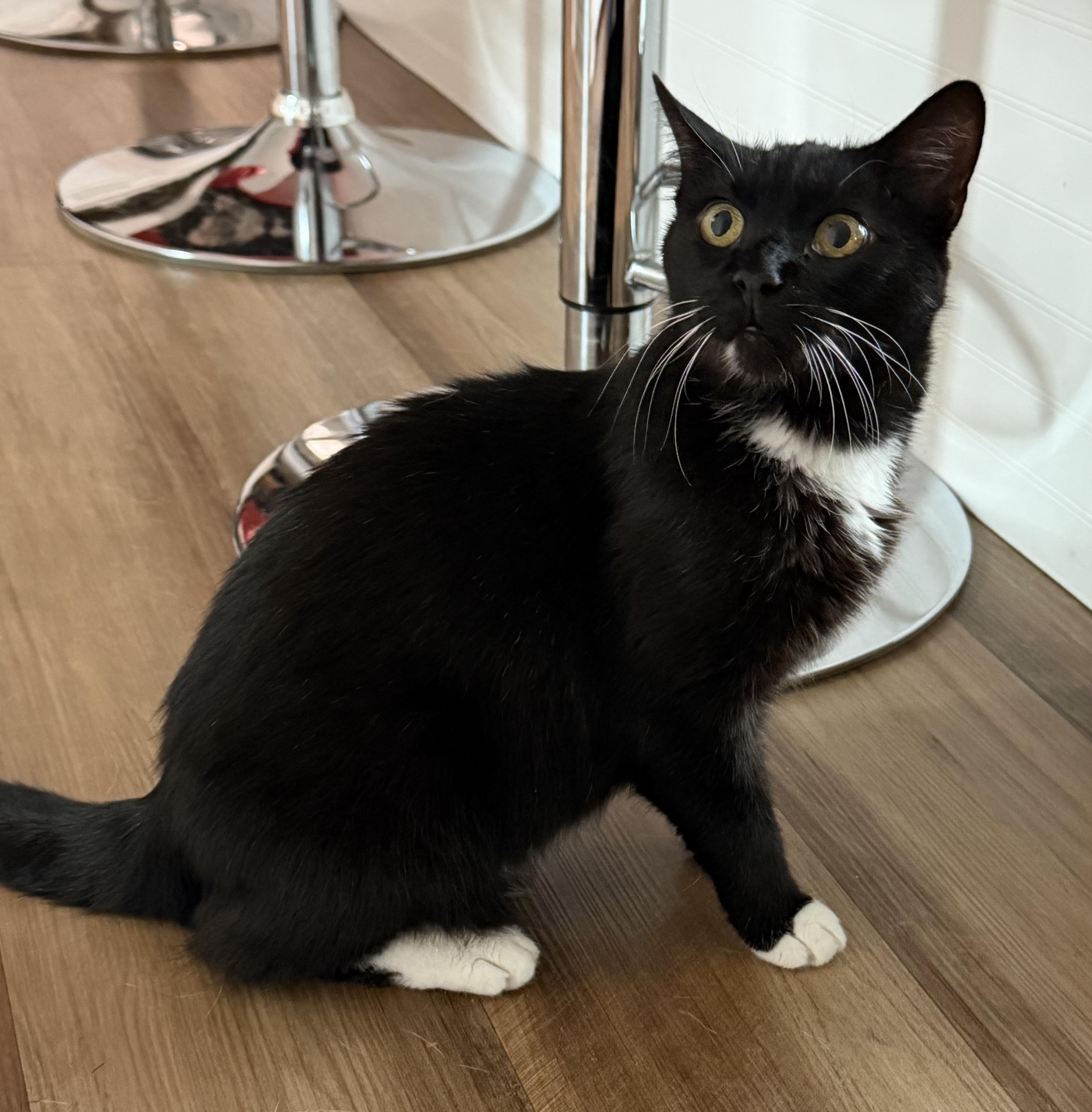 Cora, a ADOPTABLE Tuxedo in CANONSBURG, PA image 2/4