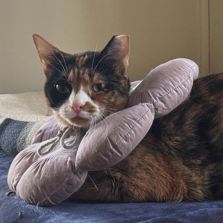 Enlarge Quartz, a Adoptable Domestic Short Hair in Evanston, IL image 2/6