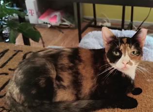 Enlarge Quartz, a Adoptable Domestic Short Hair in Evanston, IL image 1/1