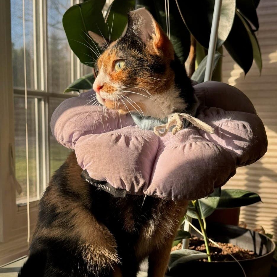 Enlarge Quartz, a Adoptable Domestic Short Hair in Evanston, IL image 5/6