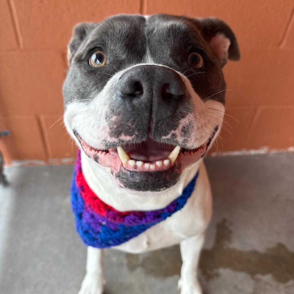 Lani, Adoptable, Adult Female Mixed Breed.