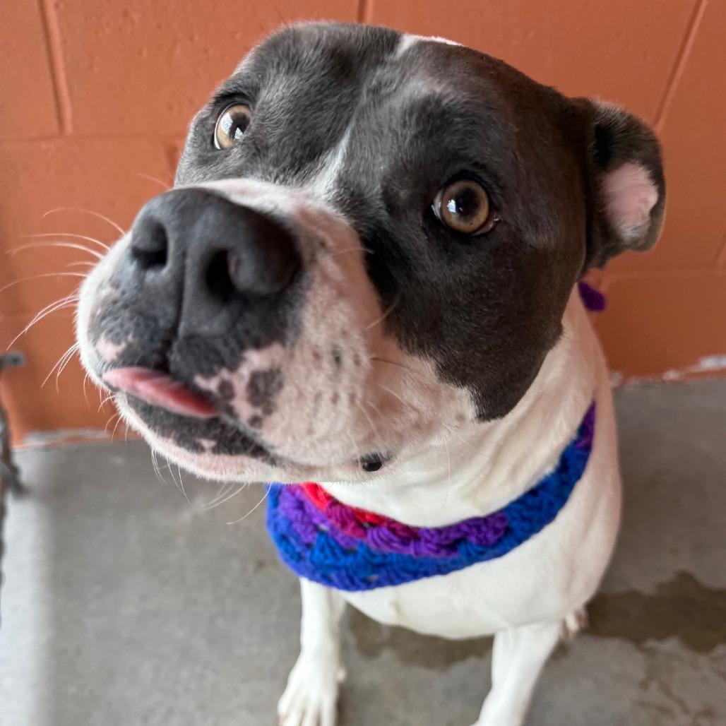 Enlarge Lani, a Adoptable Mixed Breed in Las Cruces, NM image 2/5