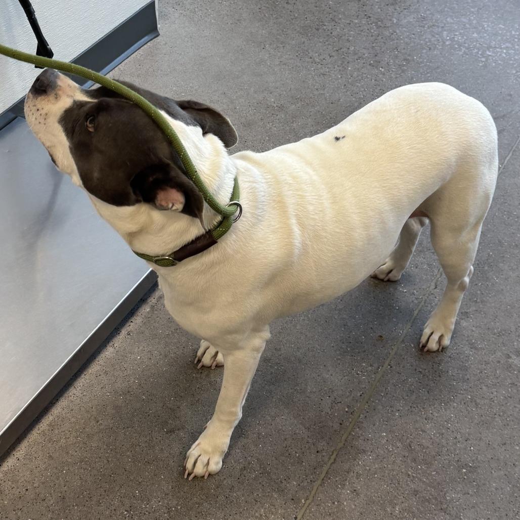 Lani, a Adoptable Mixed Breed in Las Cruces, NM image 1/3