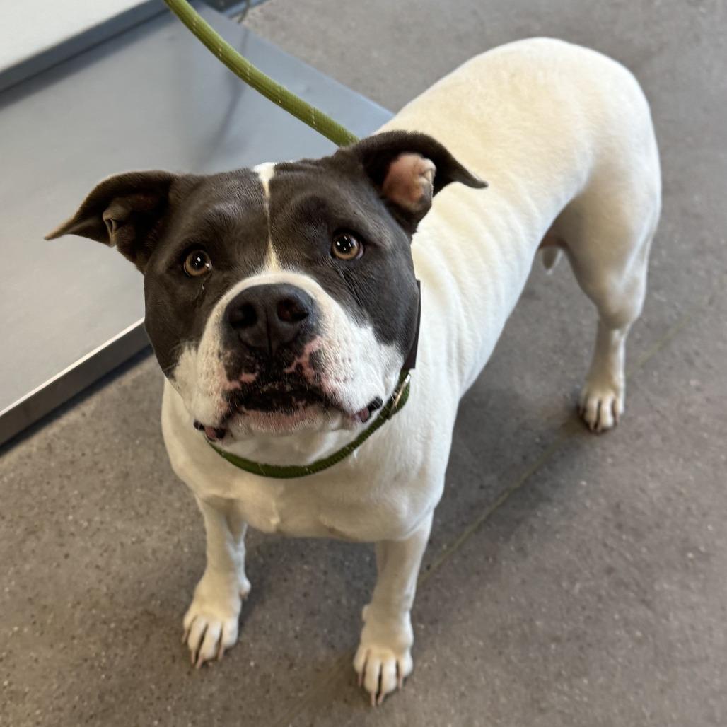 Lani, a Adoptable Mixed Breed in Las Cruces, NM image 2/3