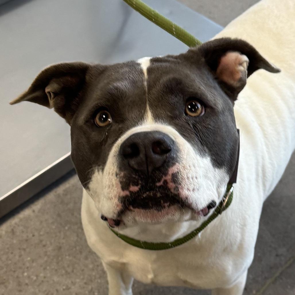 Lani, a Adoptable Mixed Breed in Las Cruces, NM image 3/3