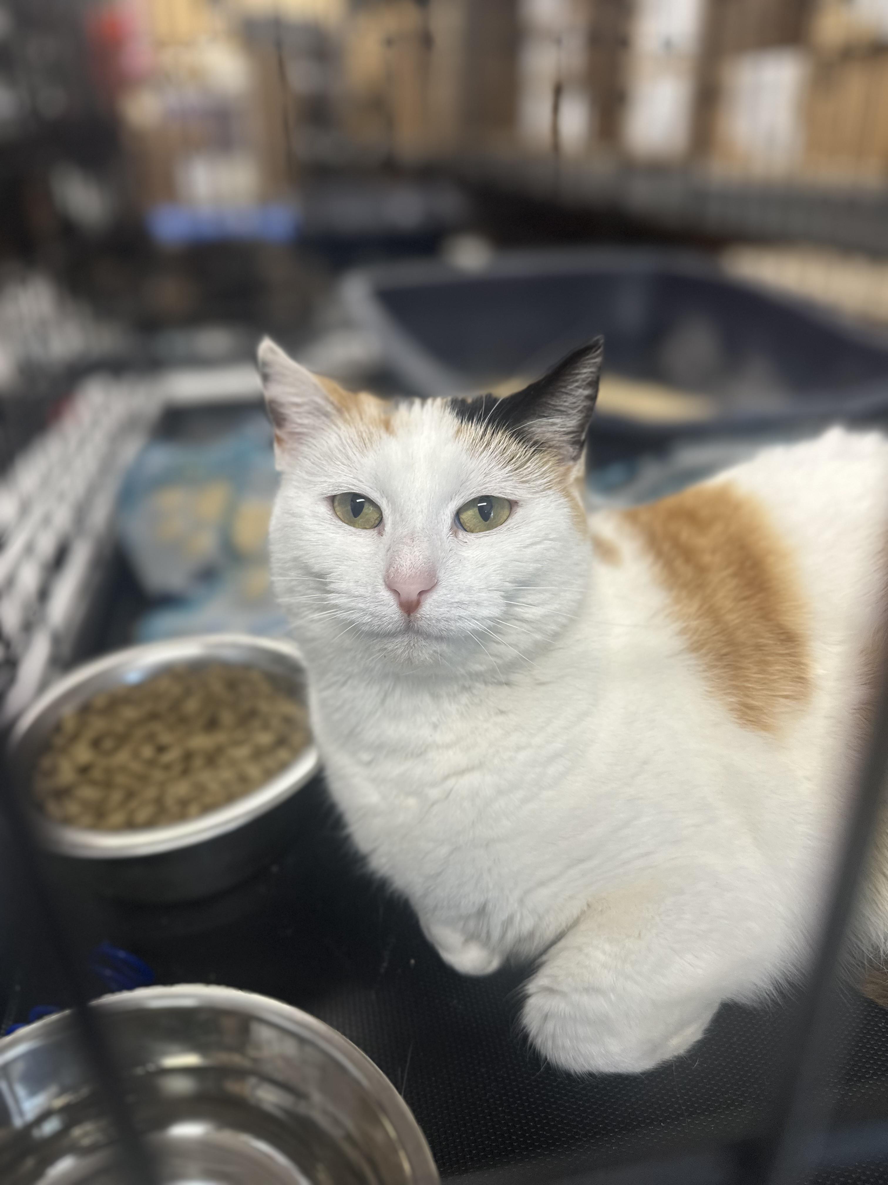 Autumn, a ADOPTABLE Domestic Short Hair in Pleasantville, NJ image 3/6