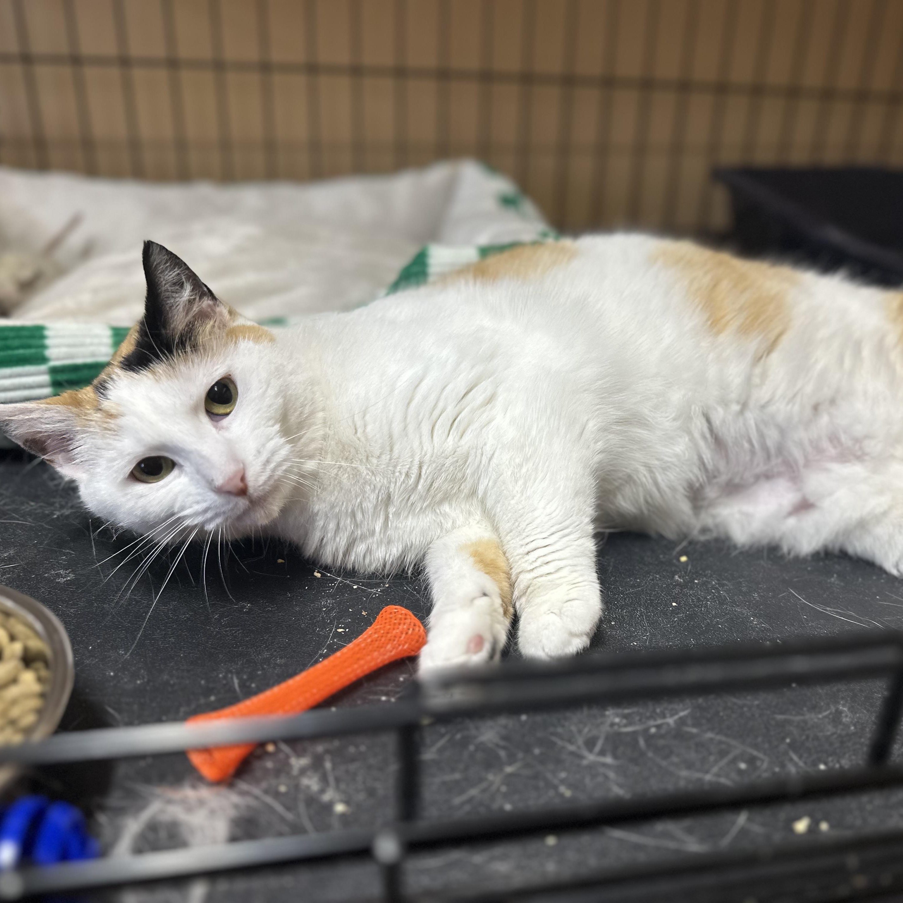 Autumn, a ADOPTABLE Domestic Short Hair in Pleasantville, NJ image 5/6