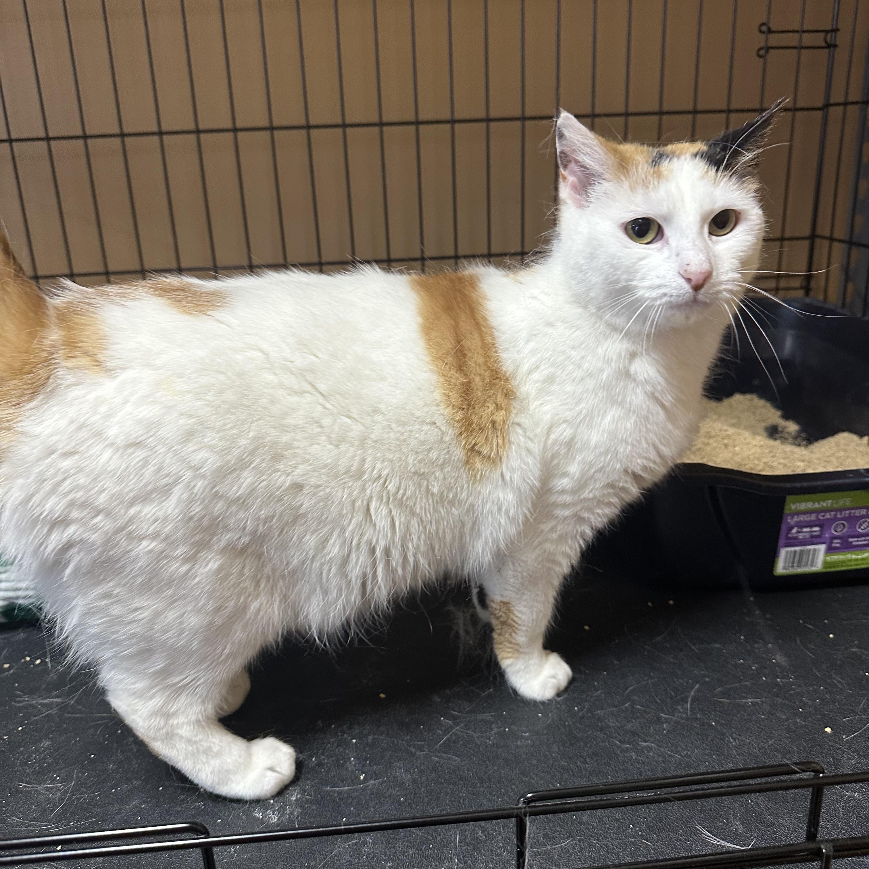 Autumn, a ADOPTABLE Domestic Short Hair in Pleasantville, NJ image 1/6