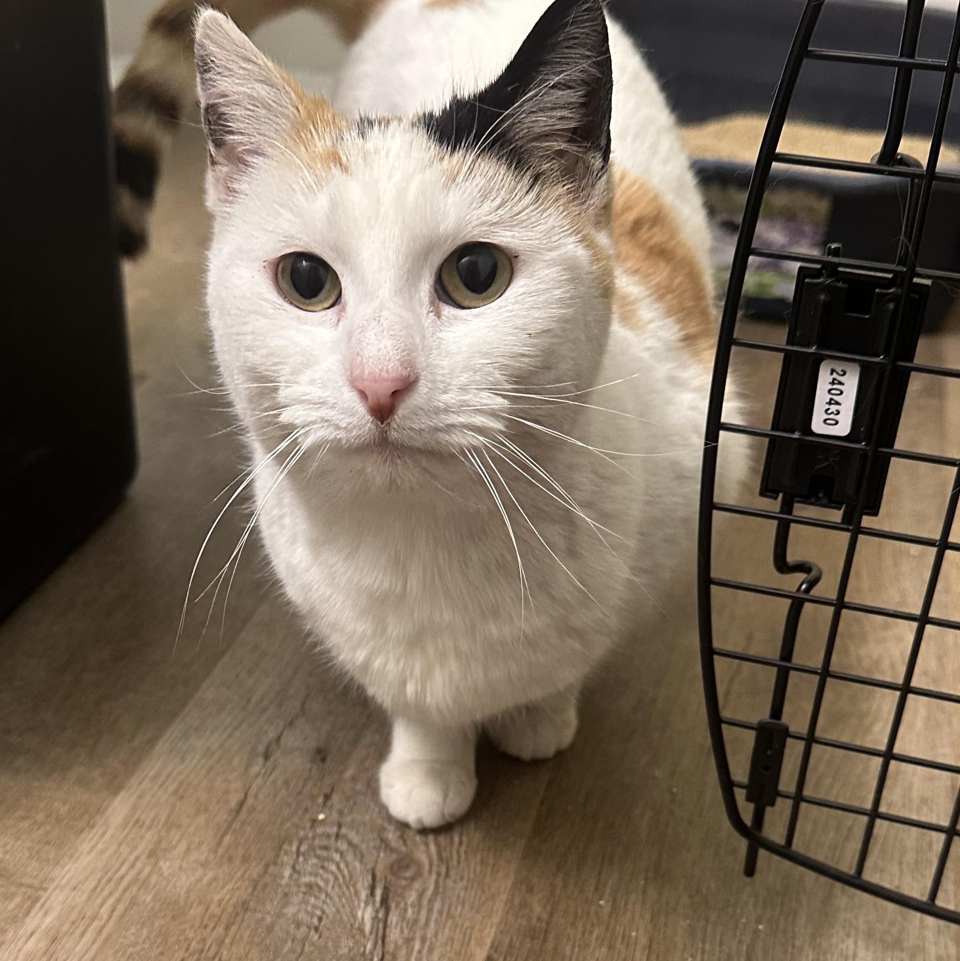 Autumn, a ADOPTABLE Domestic Short Hair in Pleasantville, NJ image 2/6