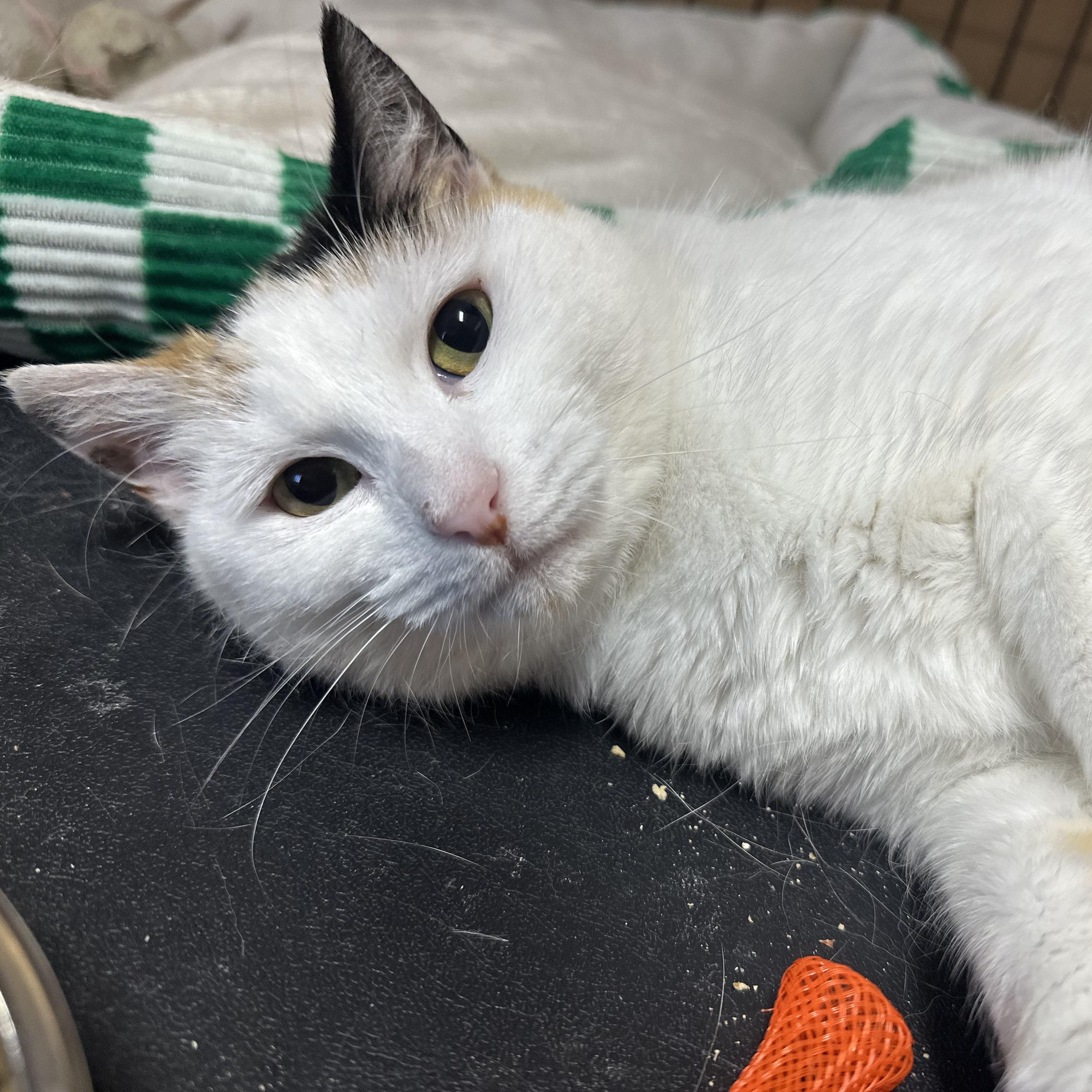 Autumn, a ADOPTABLE Domestic Short Hair in Pleasantville, NJ image 4/6