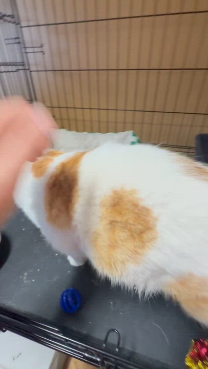 Enlarge Autumn, a ADOPTABLE Domestic Short Hair in Pleasantville, NJ video 6/6