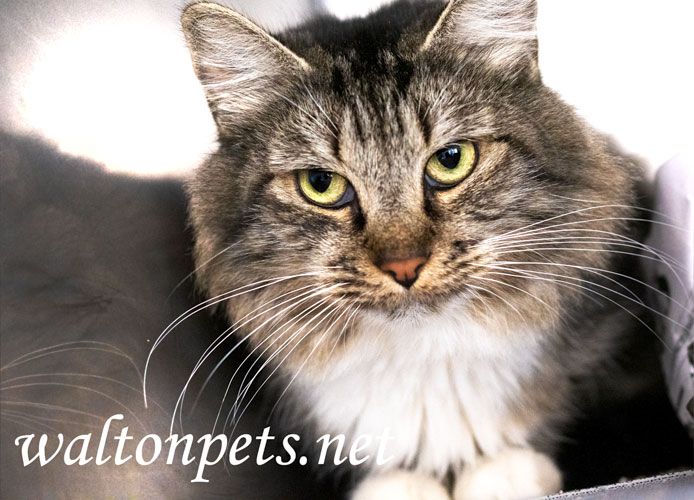 Cat for adoption Victoria 16871, a Domestic Medium Hair in Monroe