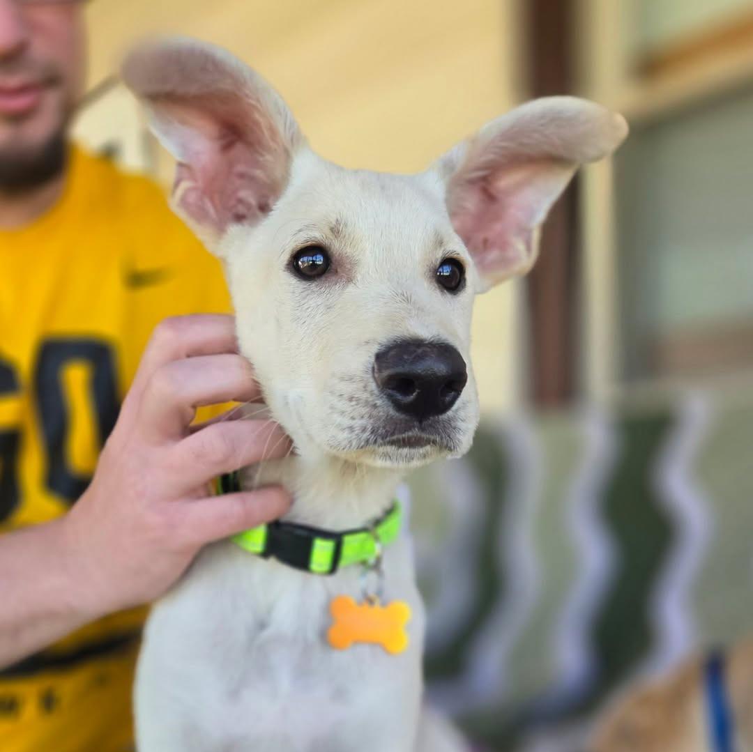 Enlarge Plex, an adopted mixed breed in Normal, IL image 6/6