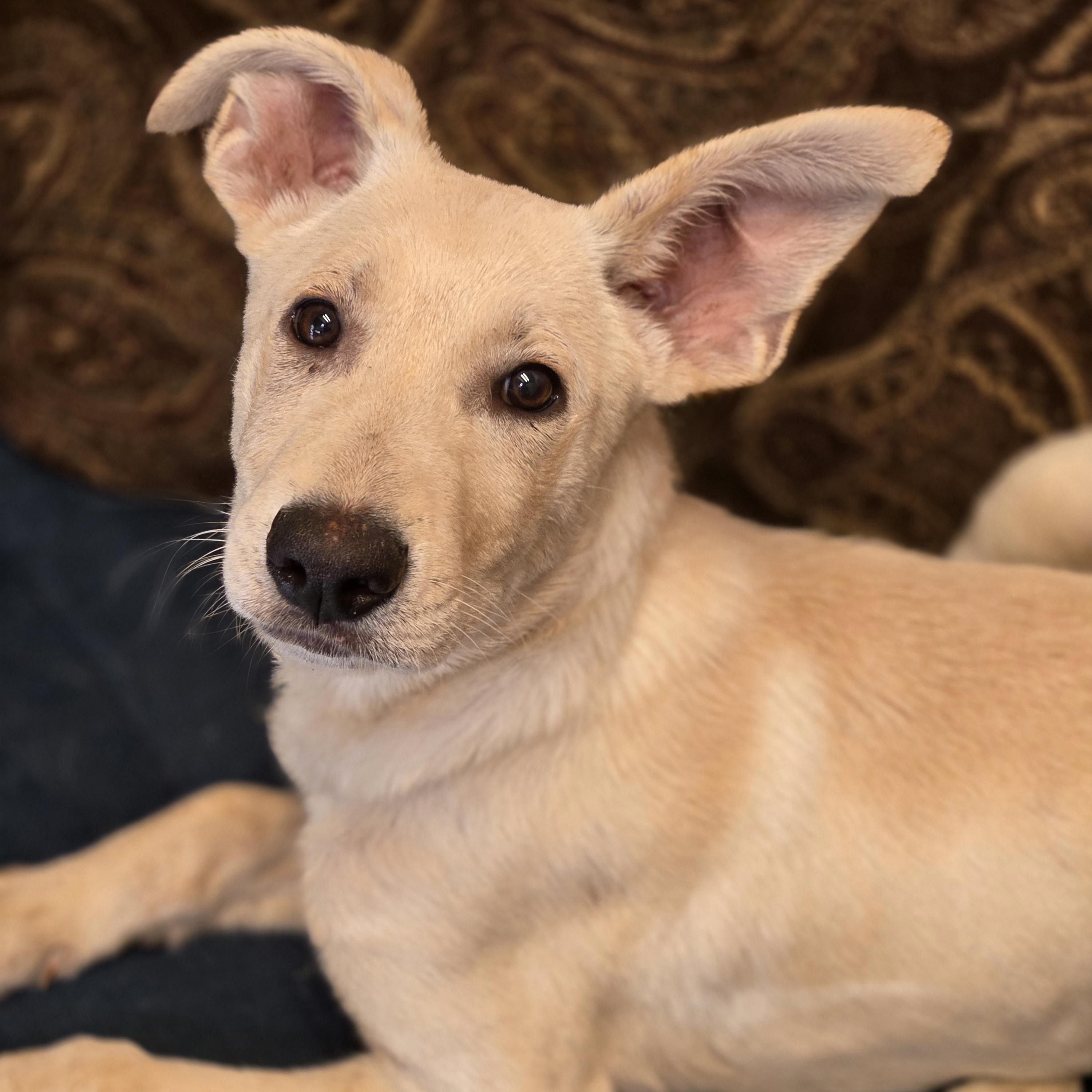 Enlarge Plex, an adopted mixed breed in Normal, IL image 2/6