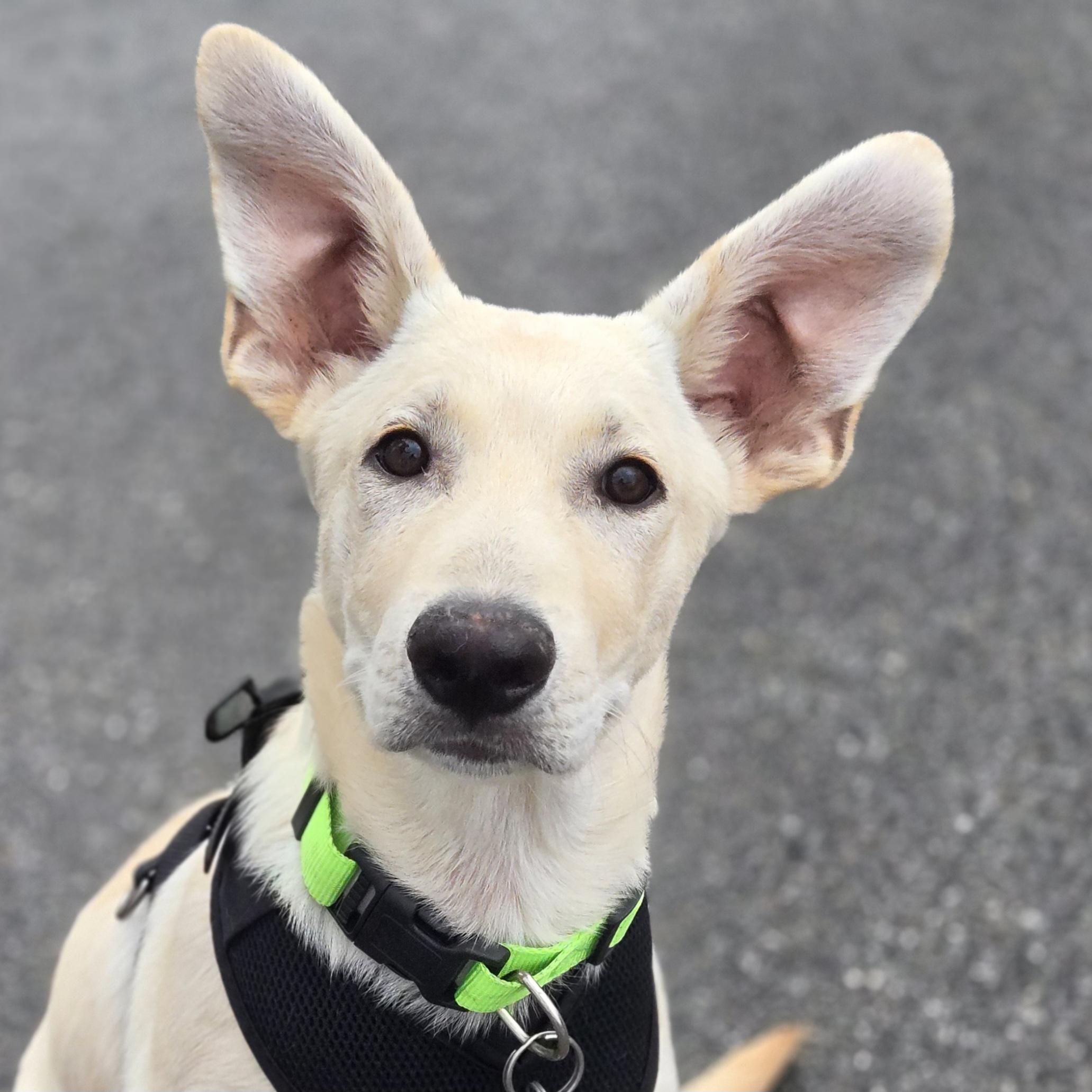 Enlarge Plex, an adopted mixed breed in Normal, IL image 1/6