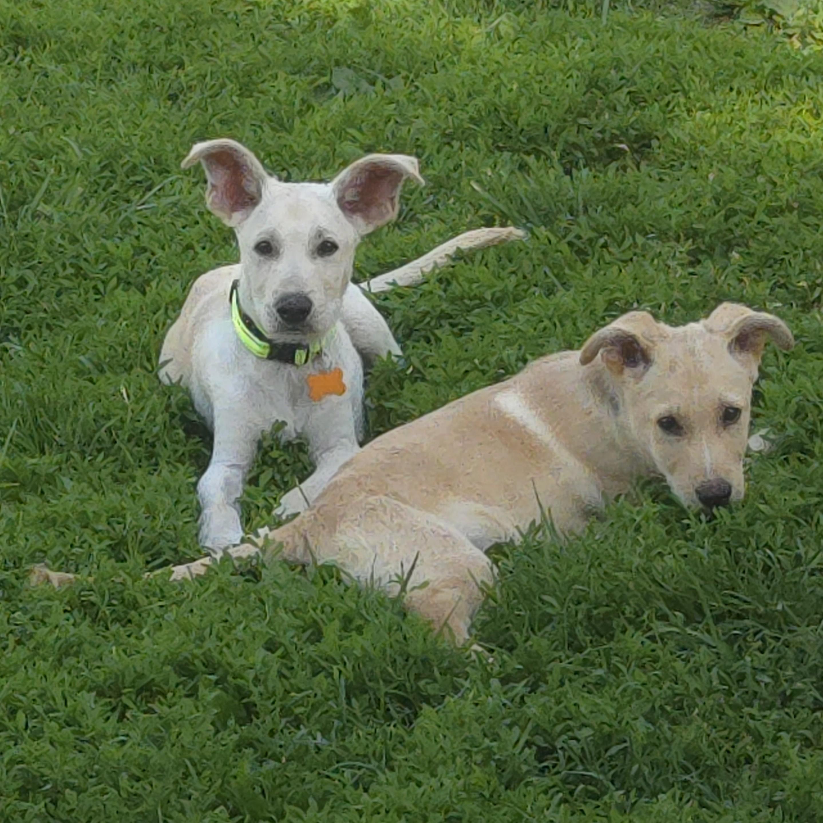 Enlarge Plex, an adopted mixed breed in Normal, IL image 5/6